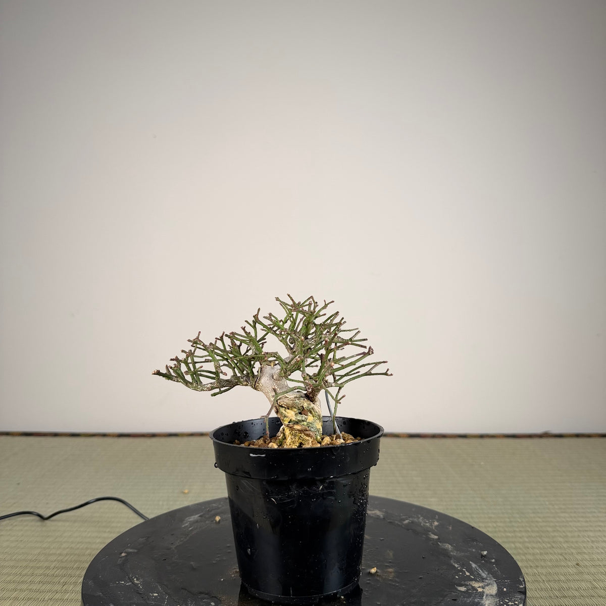 Euonymus