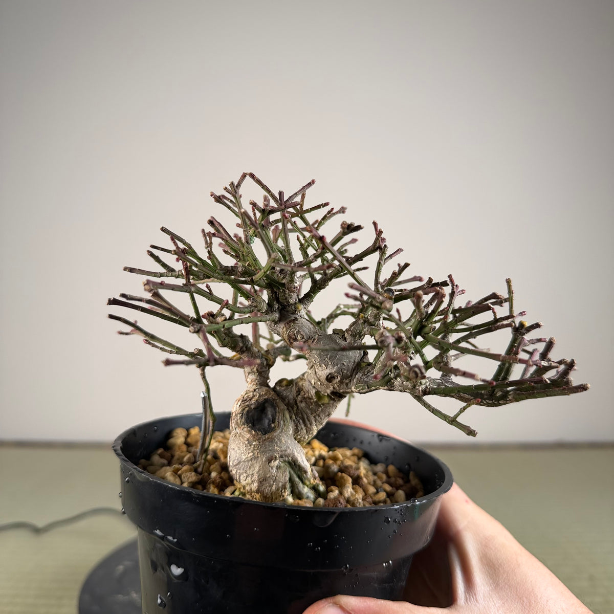 Euonymus