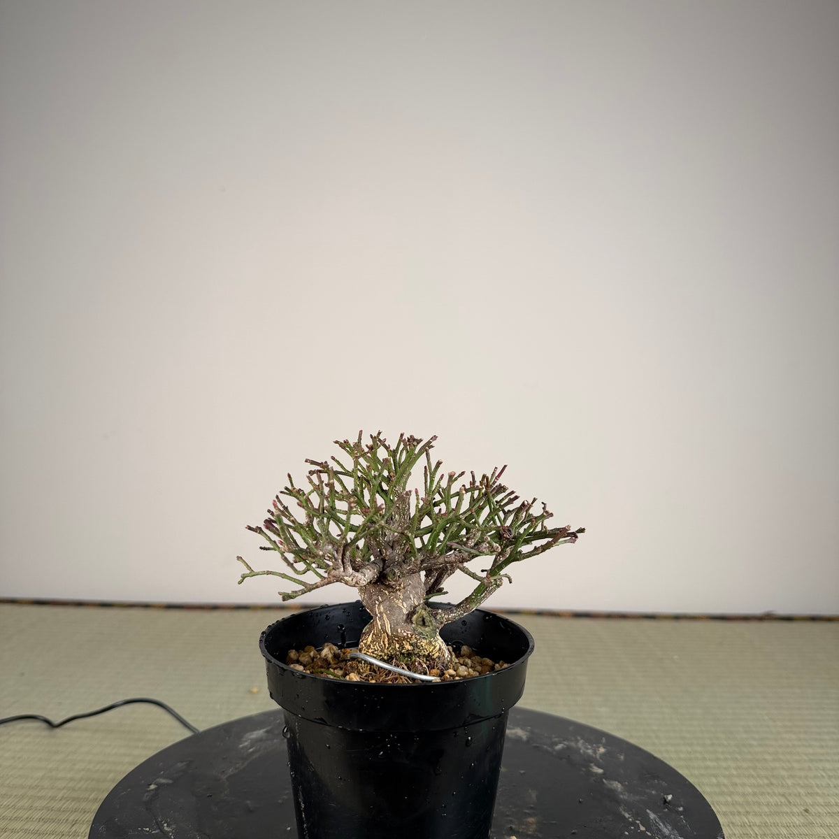 Euonymus