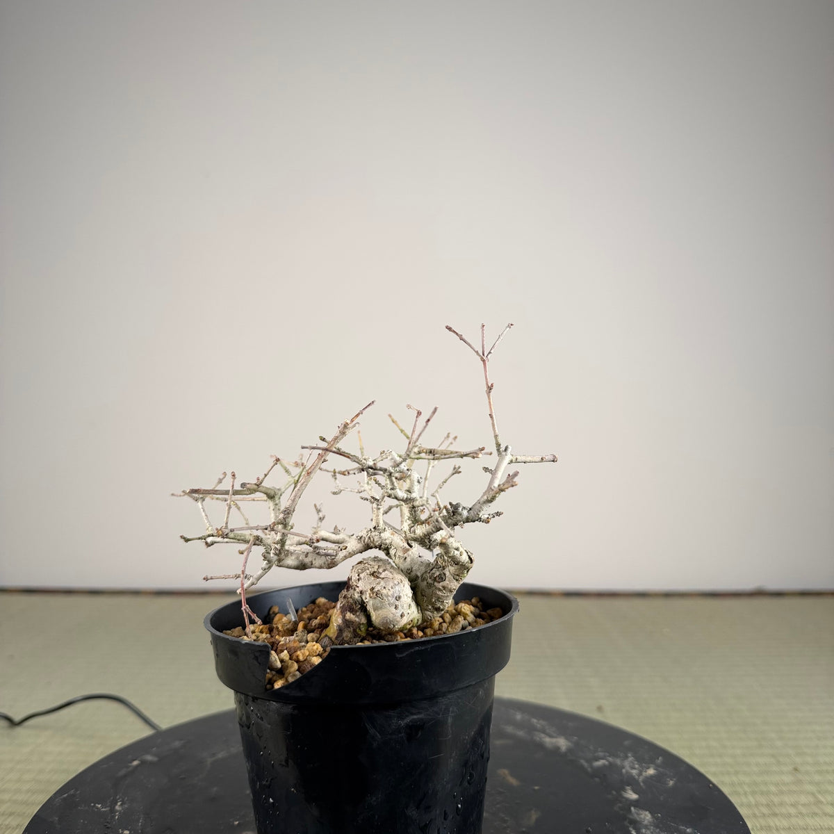 Ligustrum