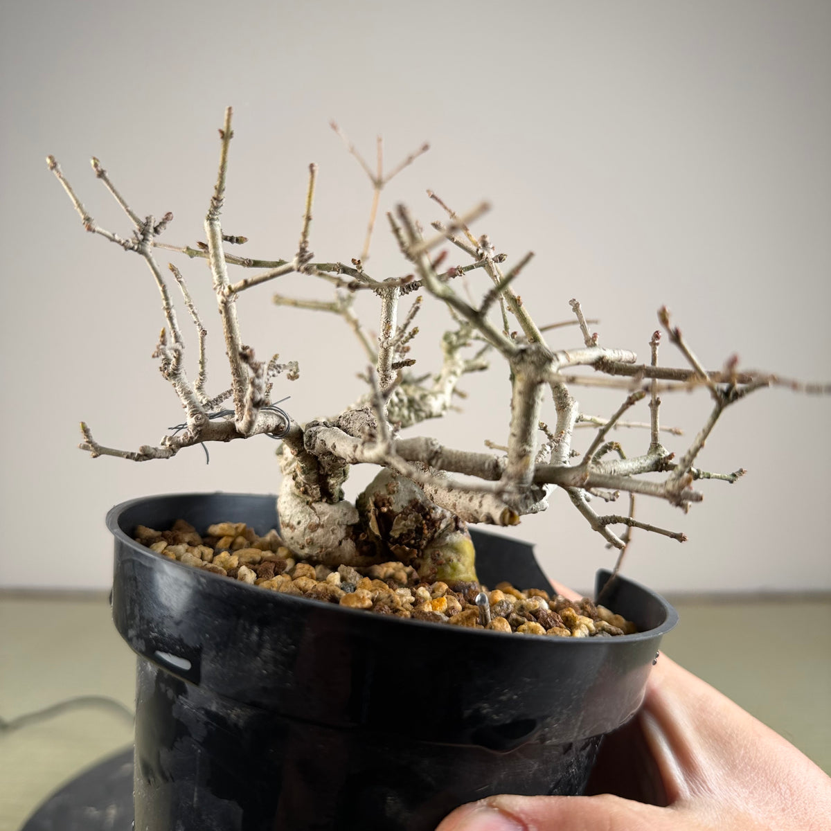 Ligustrum