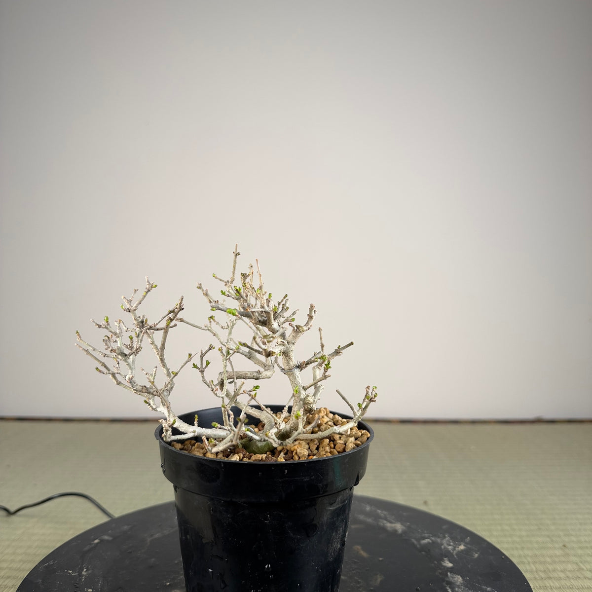 Ligustrum