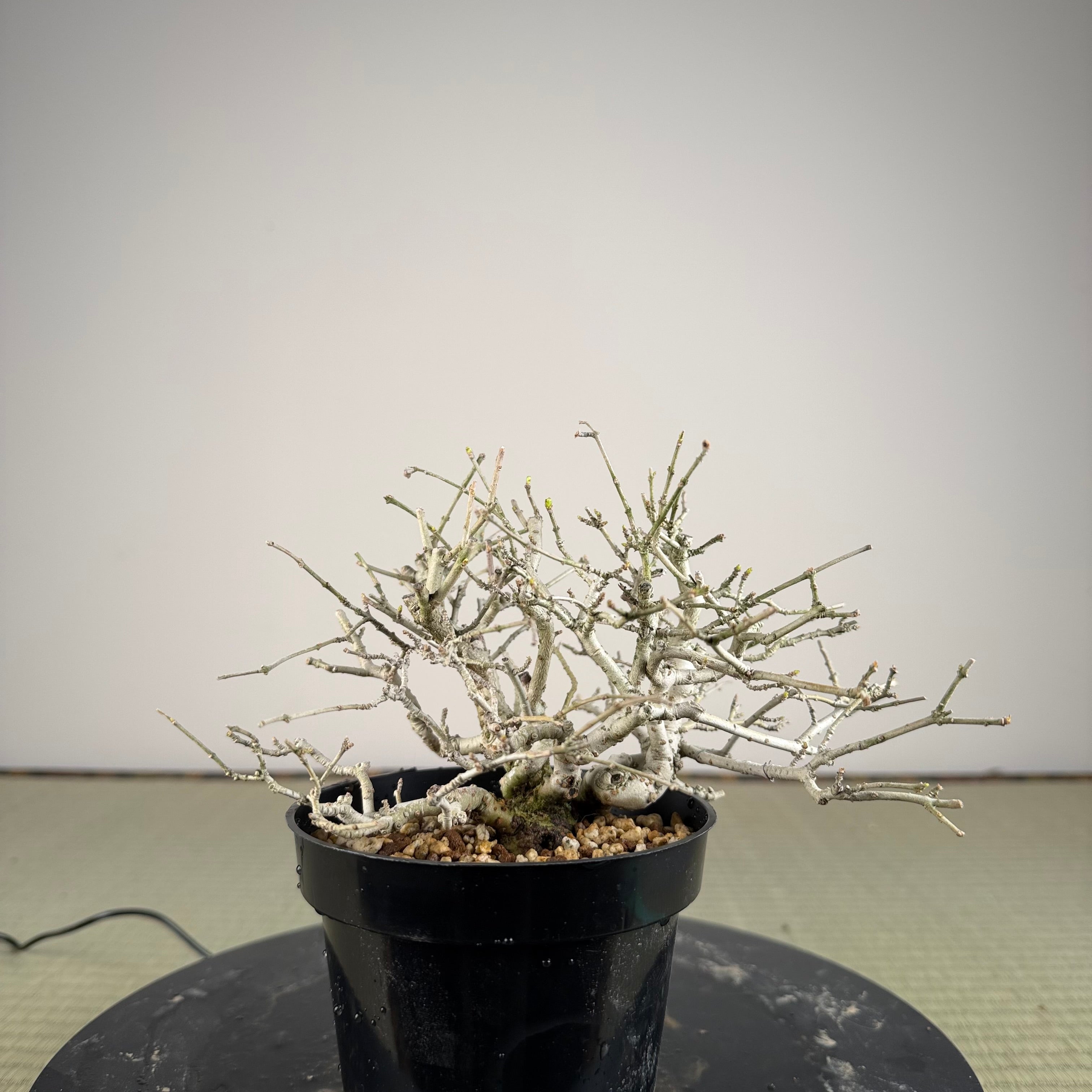 Ligustrum