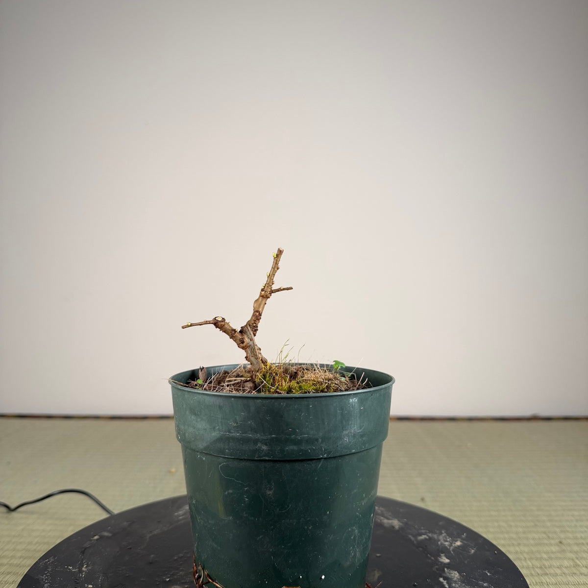 Jasminum nudiflorum