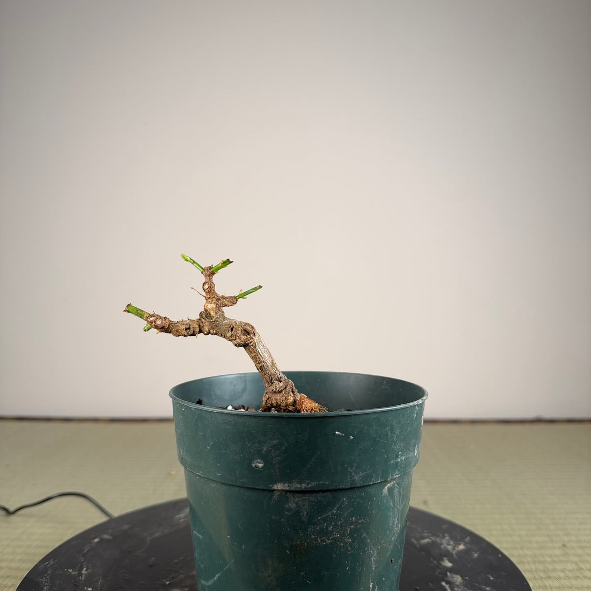 Jasminum nudiflorum
