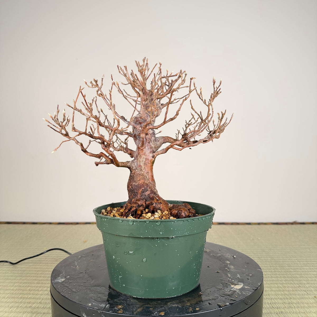 Stewartia monadelpha