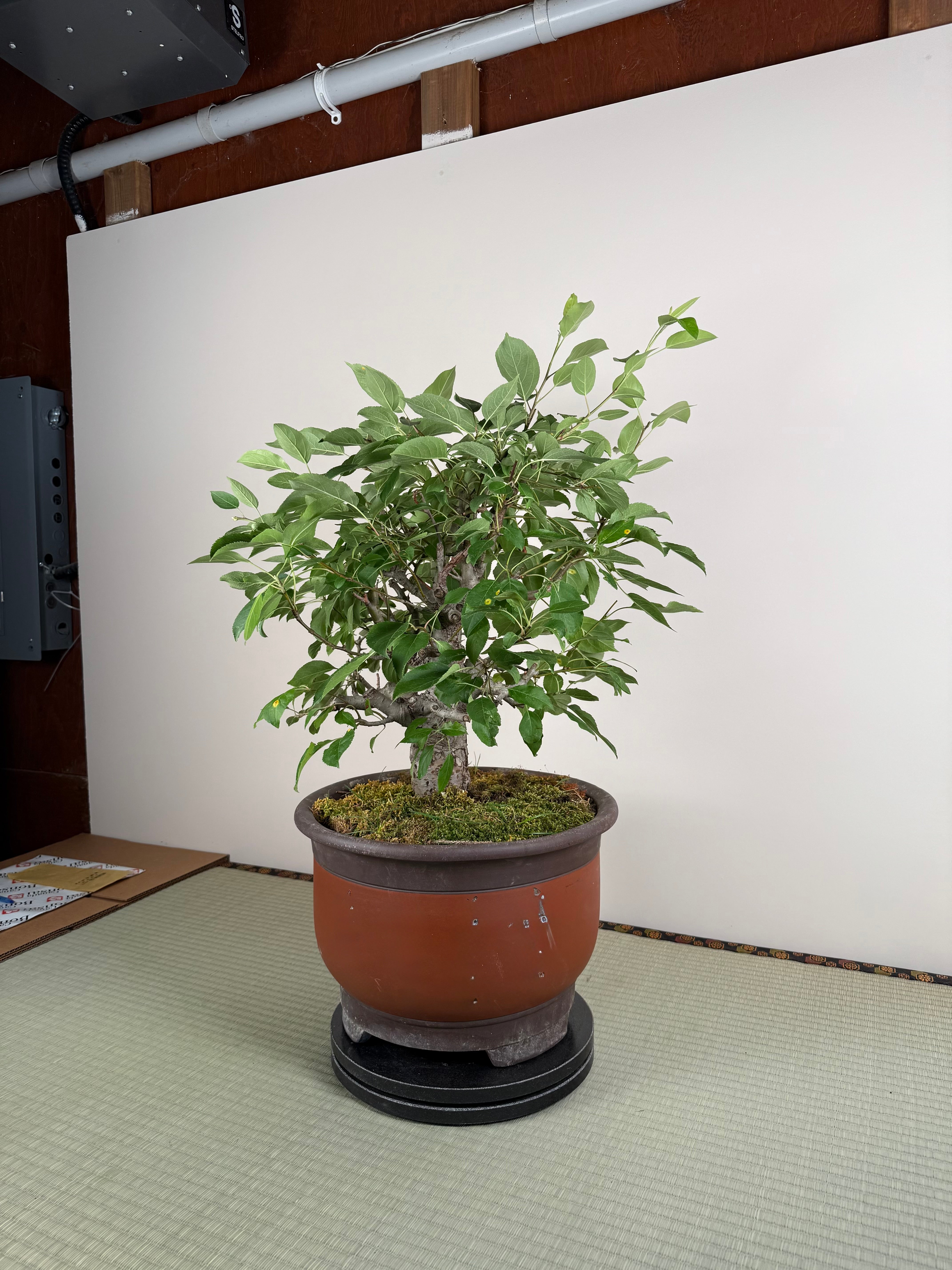 Malus 'Hime Ringo'