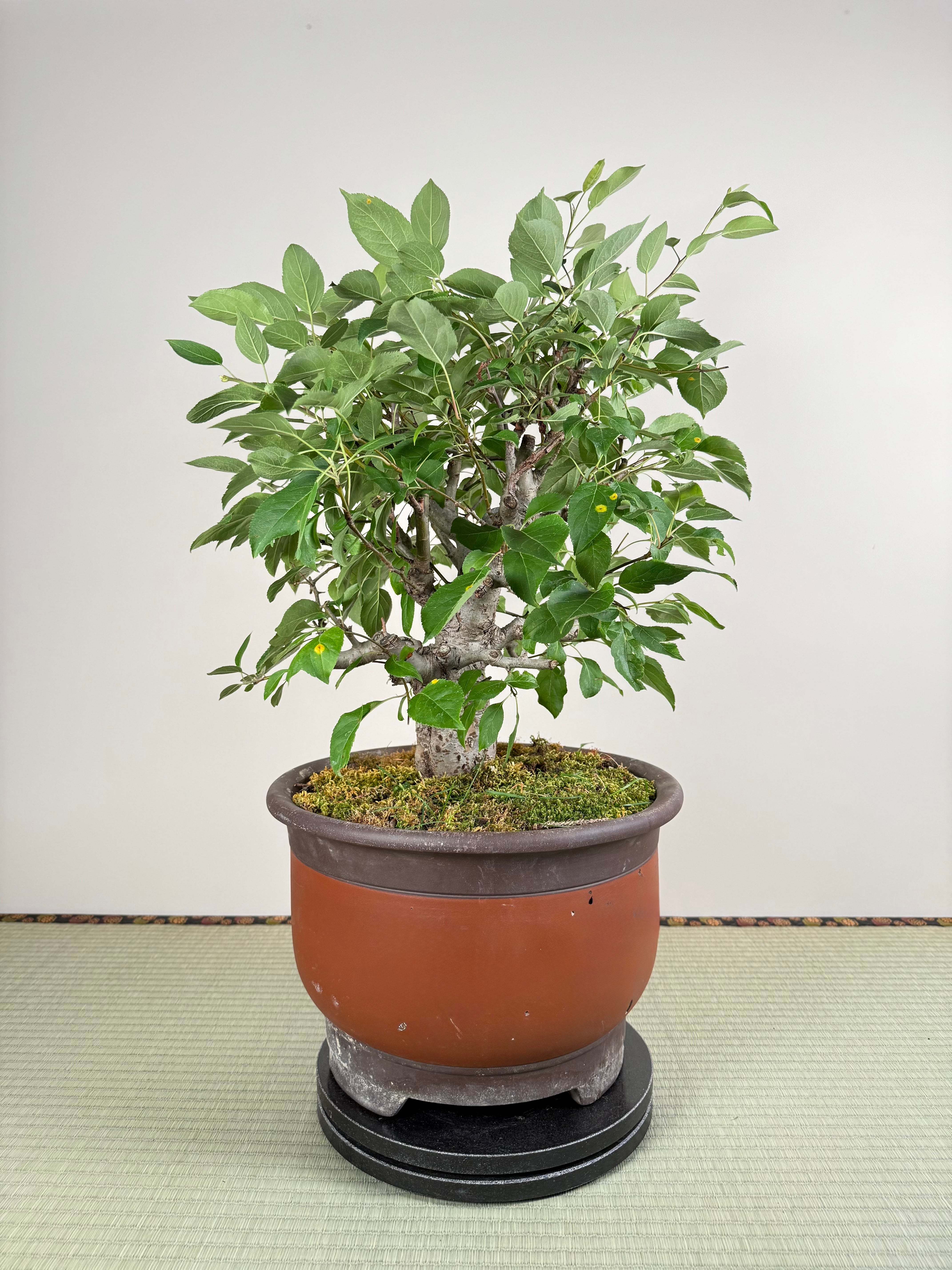 Malus 'Hime Ringo'