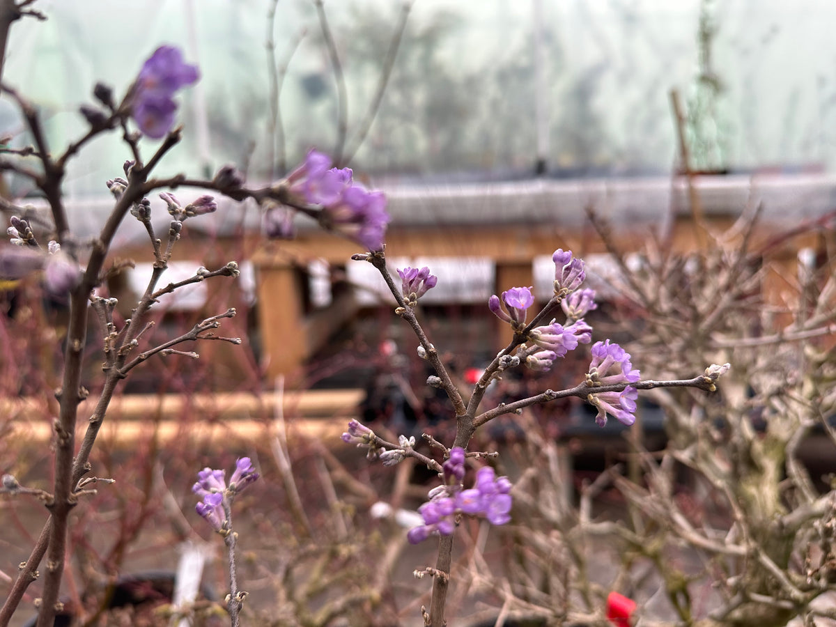 Daphne genkwa