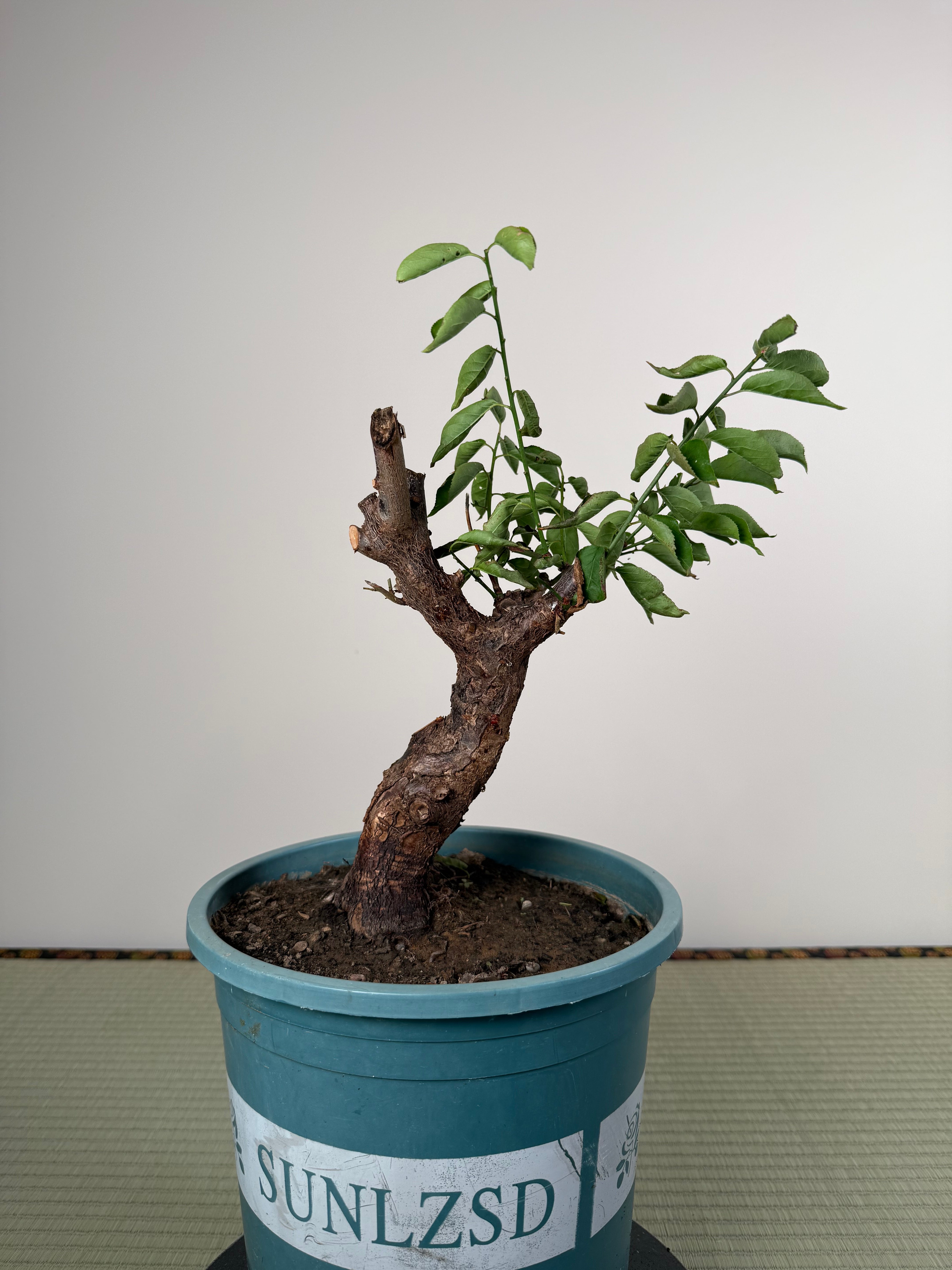 Prunus mume