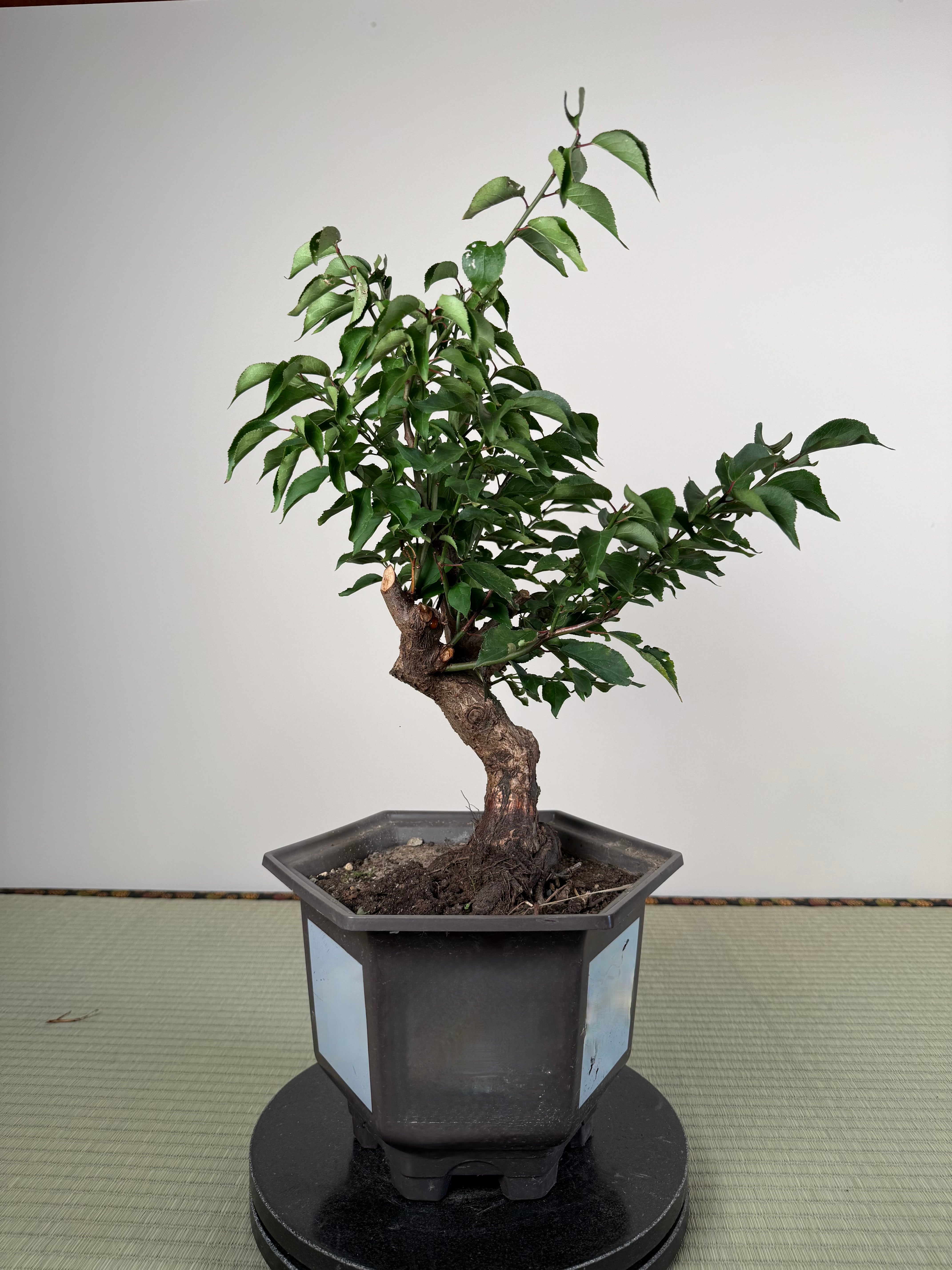 Prunus mume