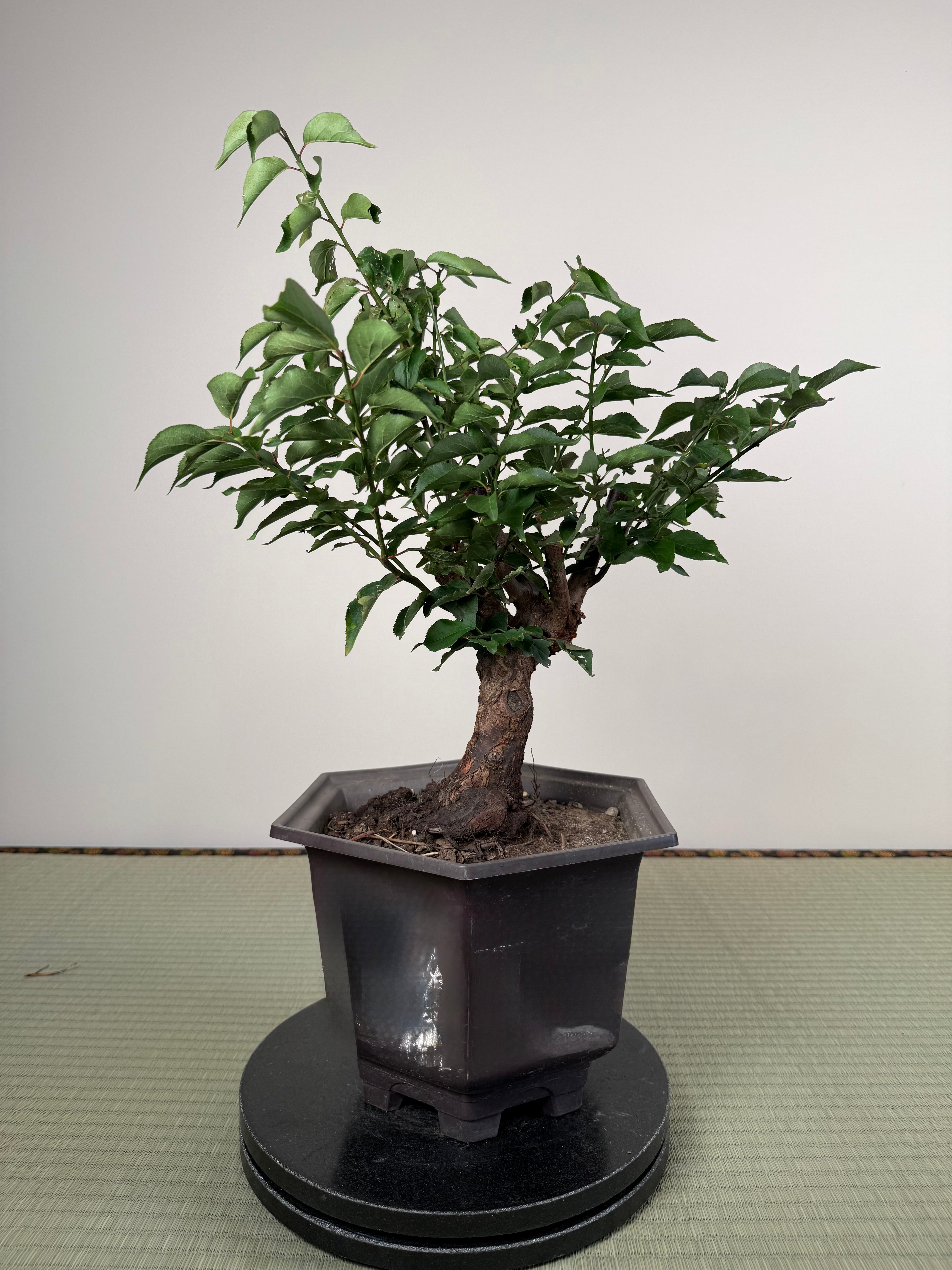 Prunus mume
