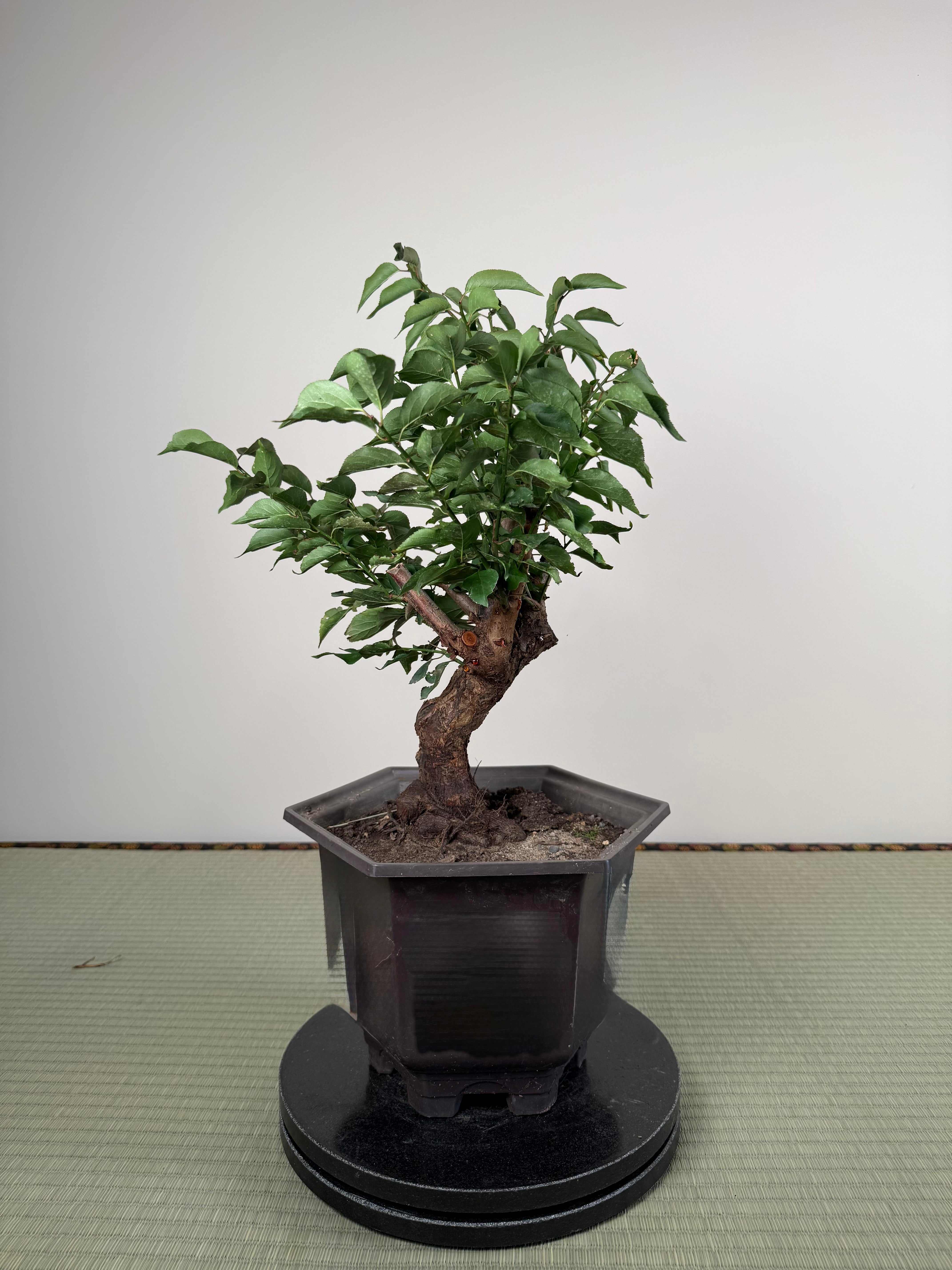 Prunus mume