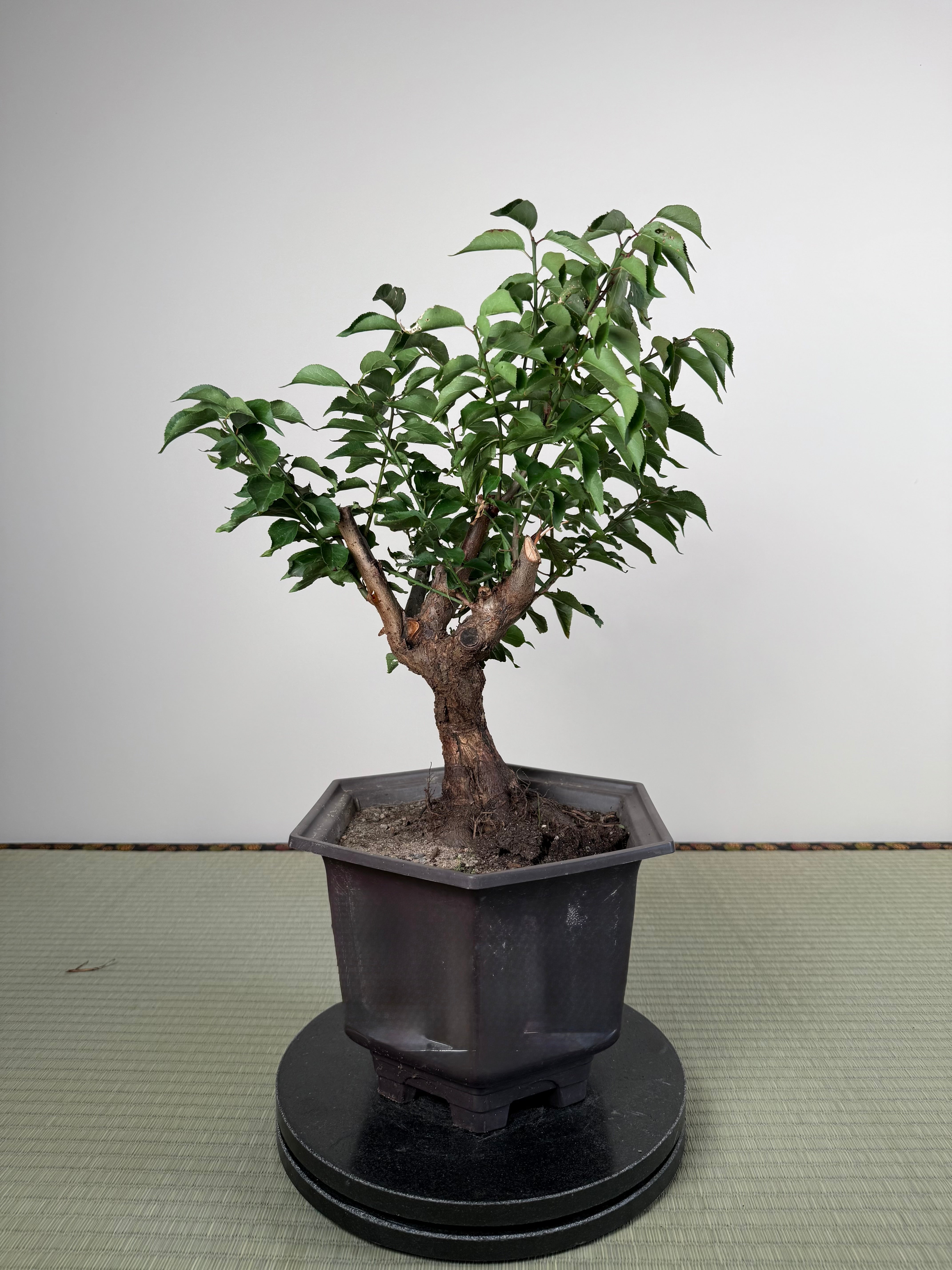 Prunus mume