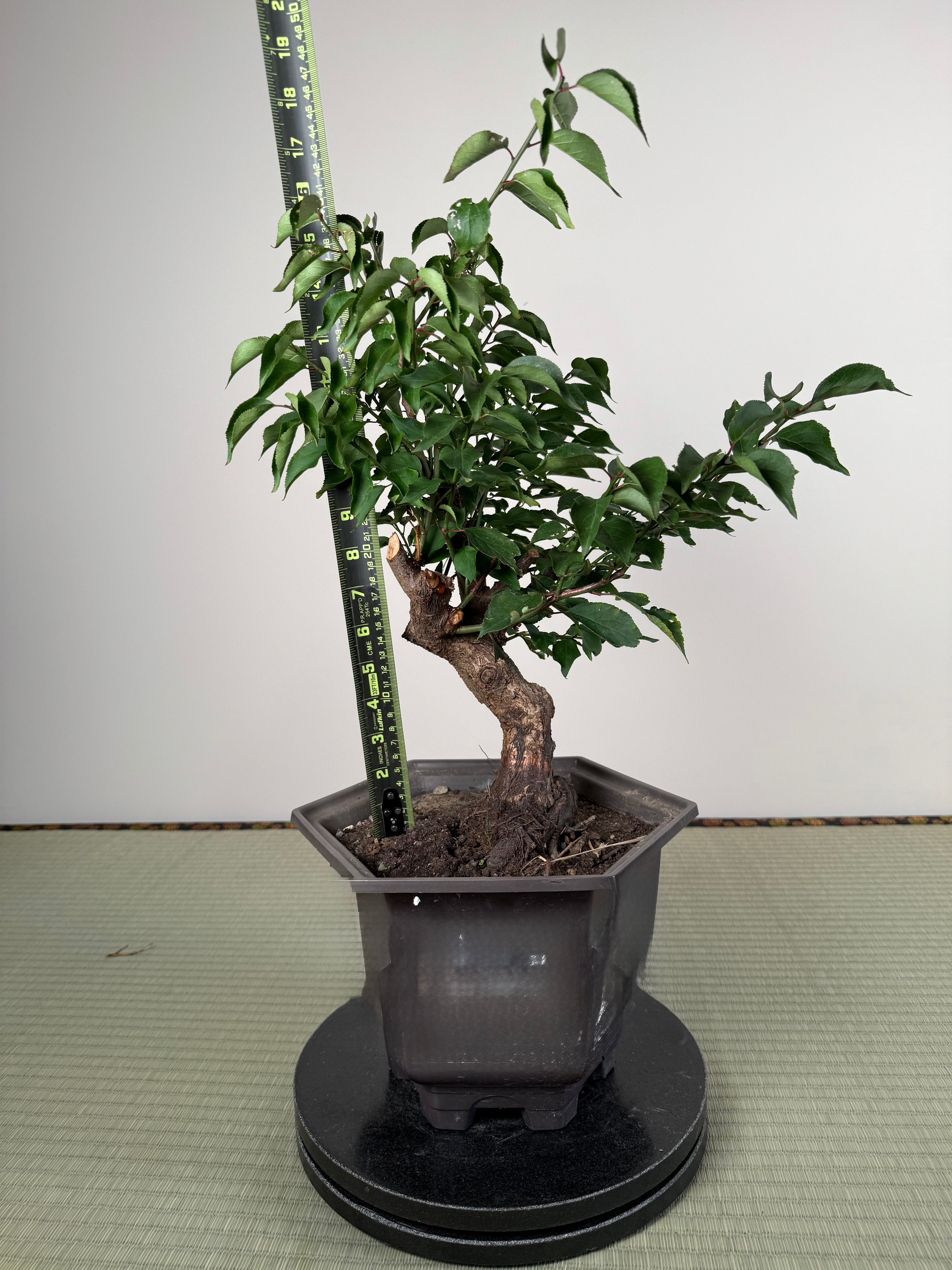 Prunus mume
