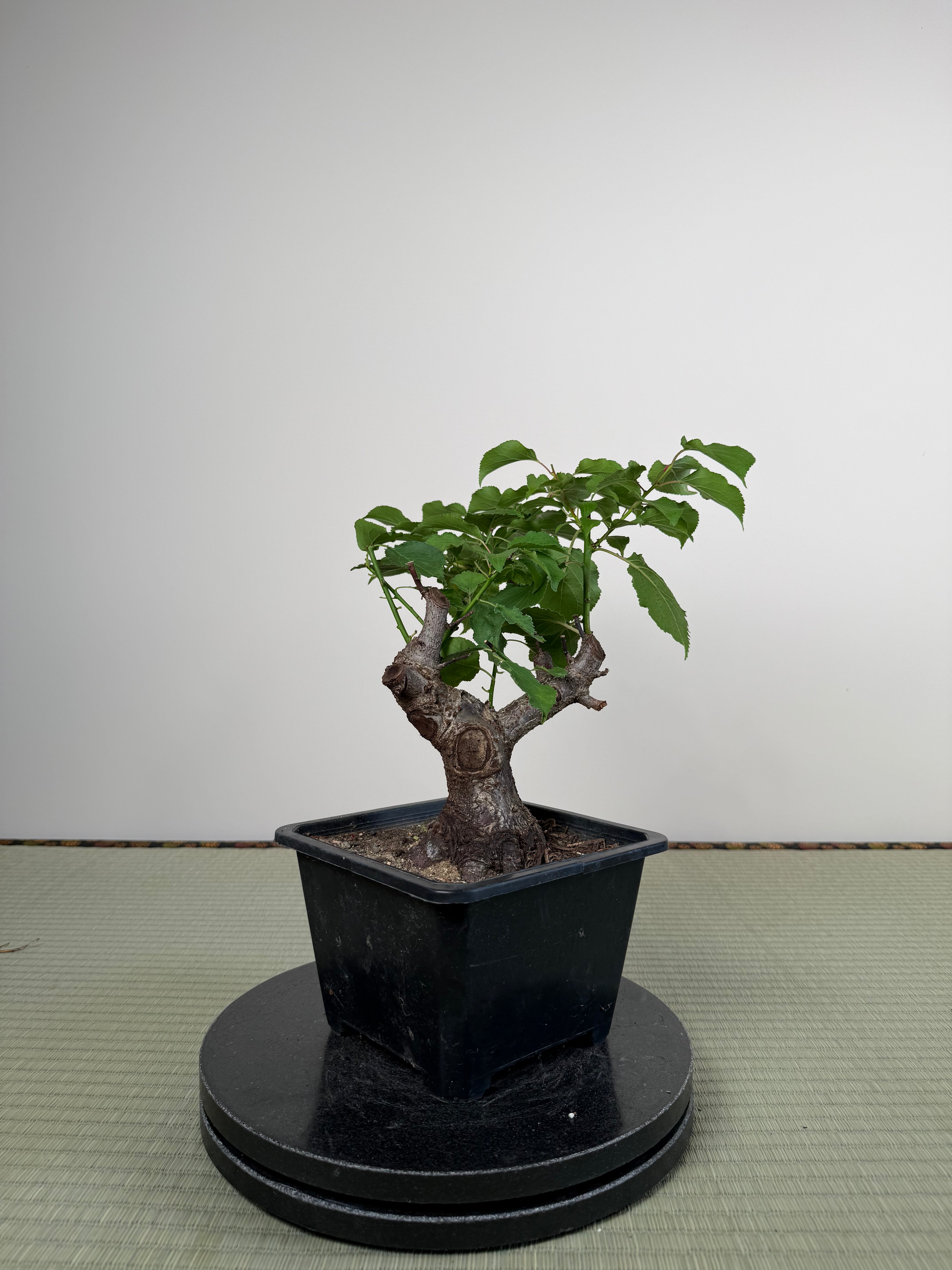 Prunus mume