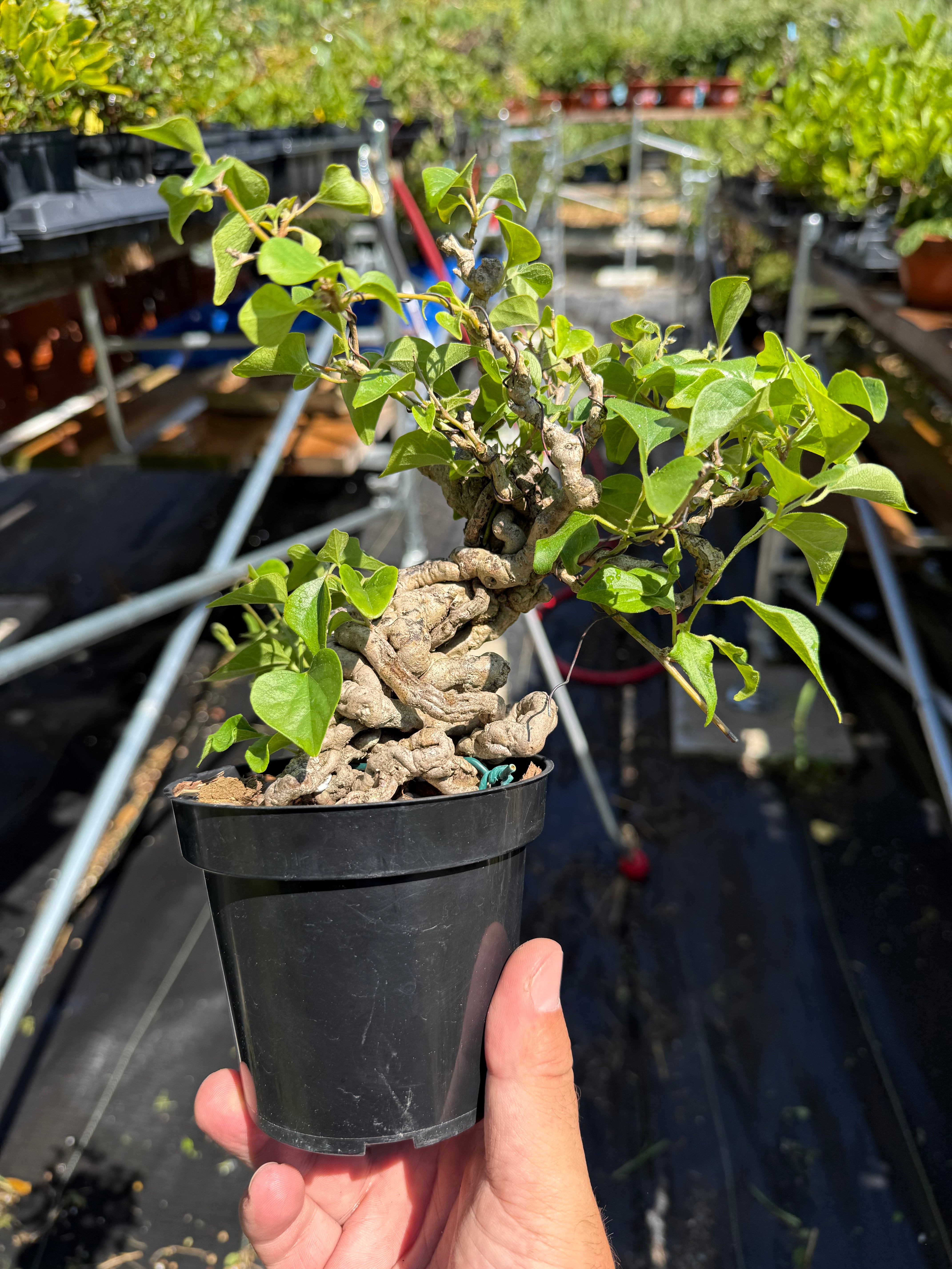 Cocculus orbiculatus