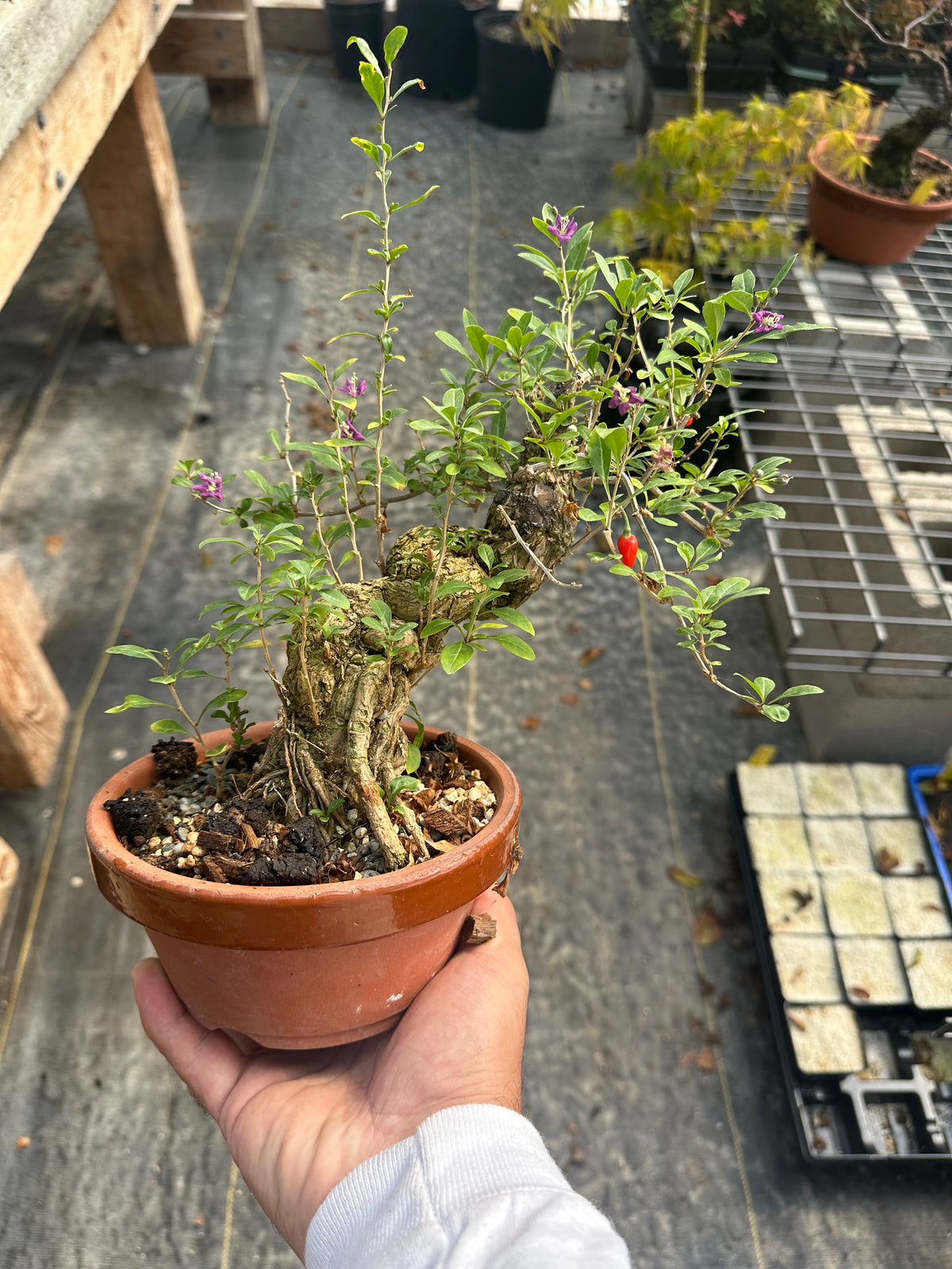 Goji Berry (Wolfberry)
