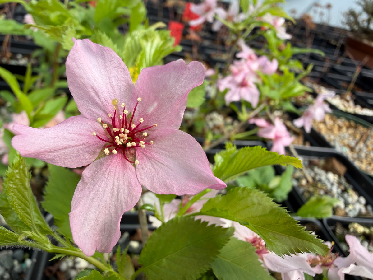 Prunus nipponica