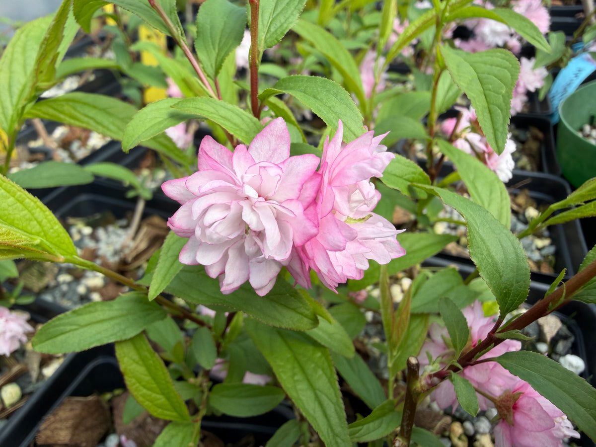 Prunus glandulosa