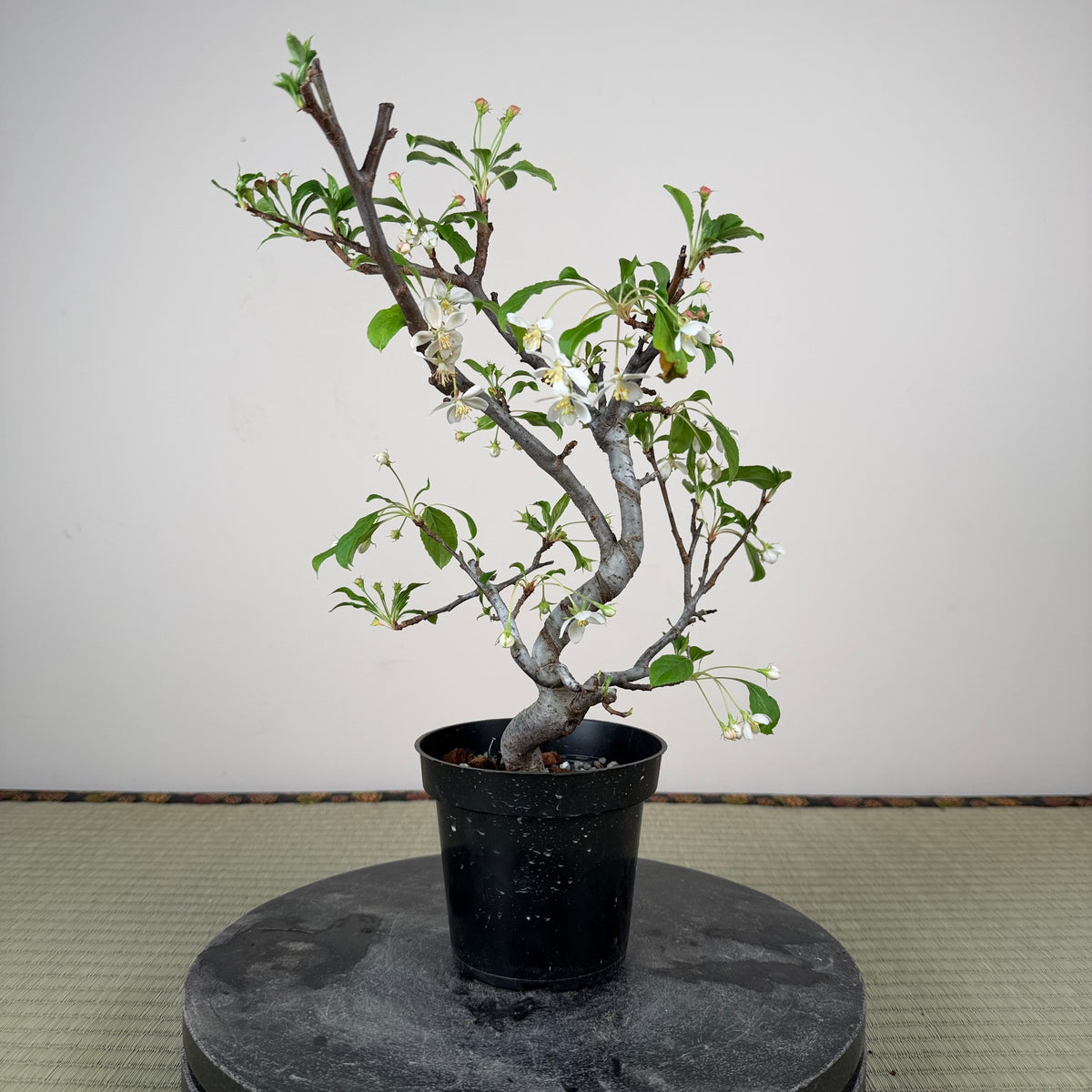 Malus 'Hime Ringo'
