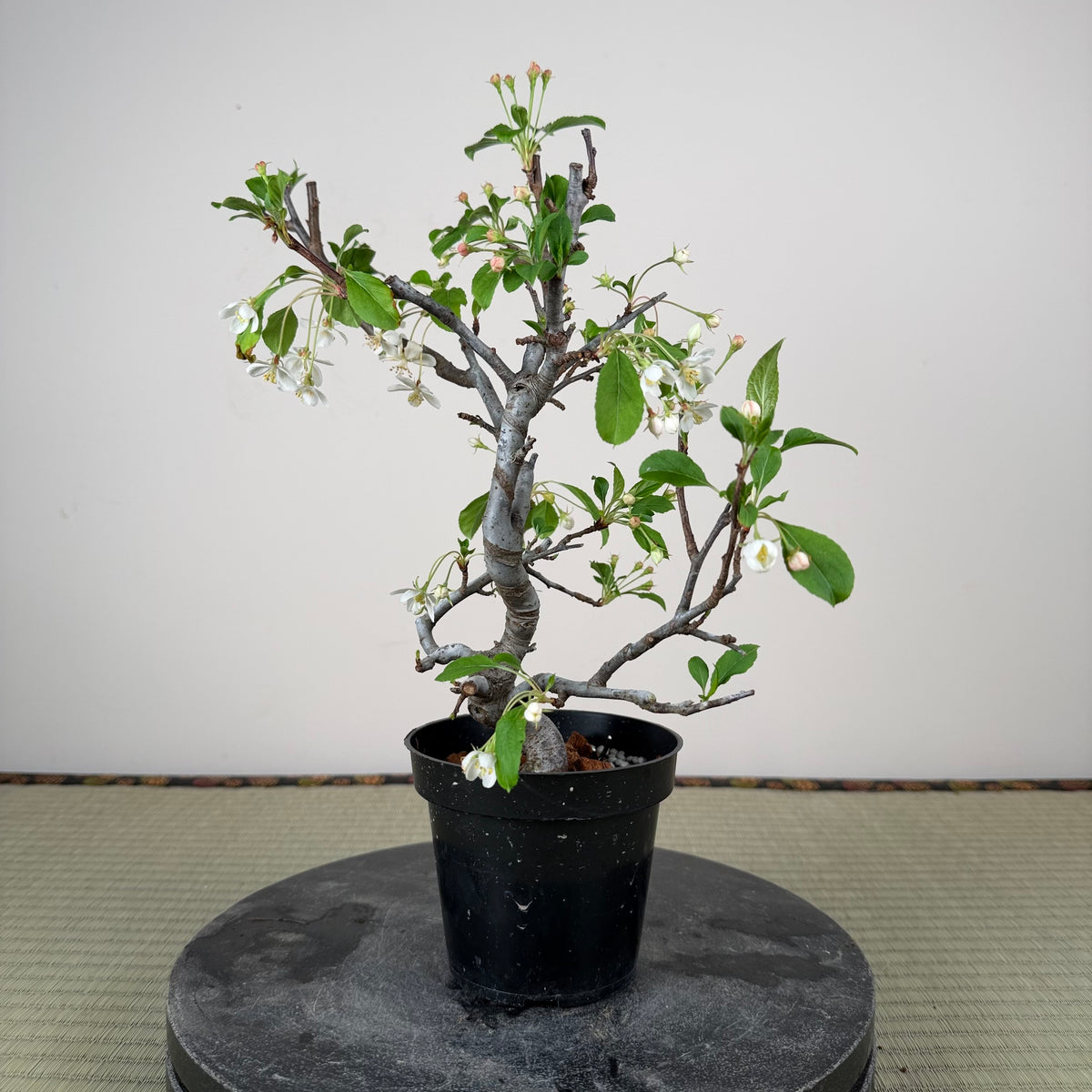 Malus 'Hime Ringo'