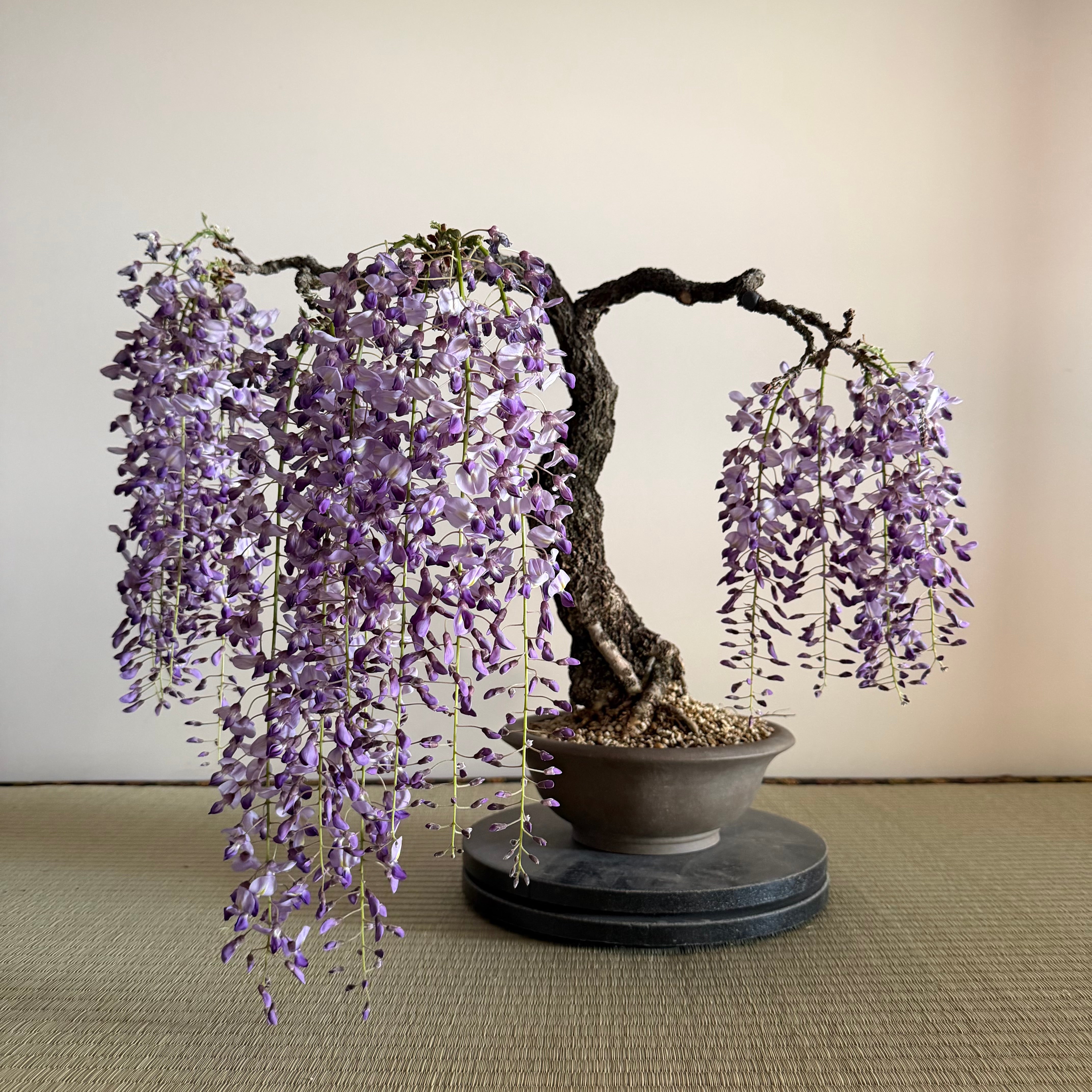 Glycine floribunda