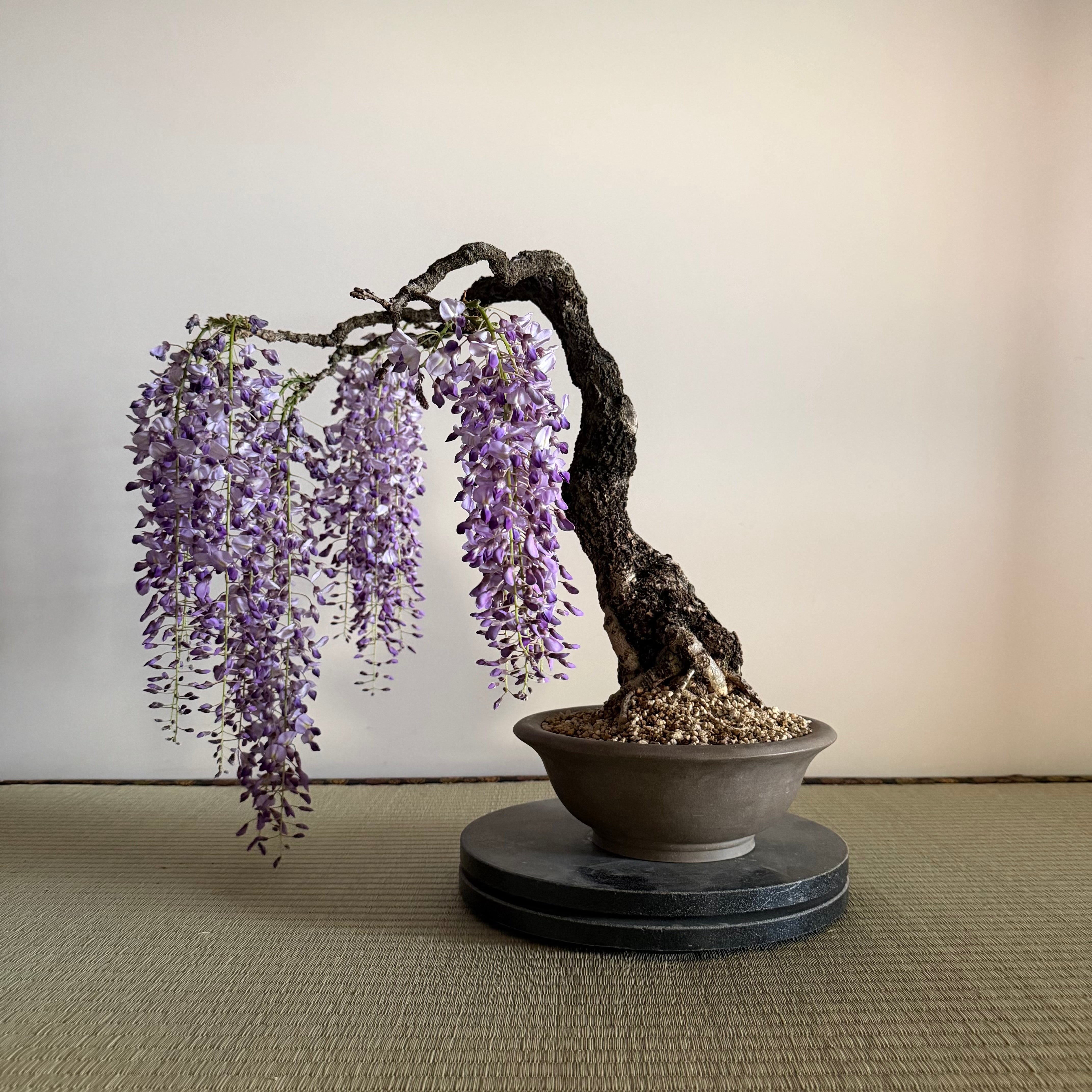 Glycine floribunda