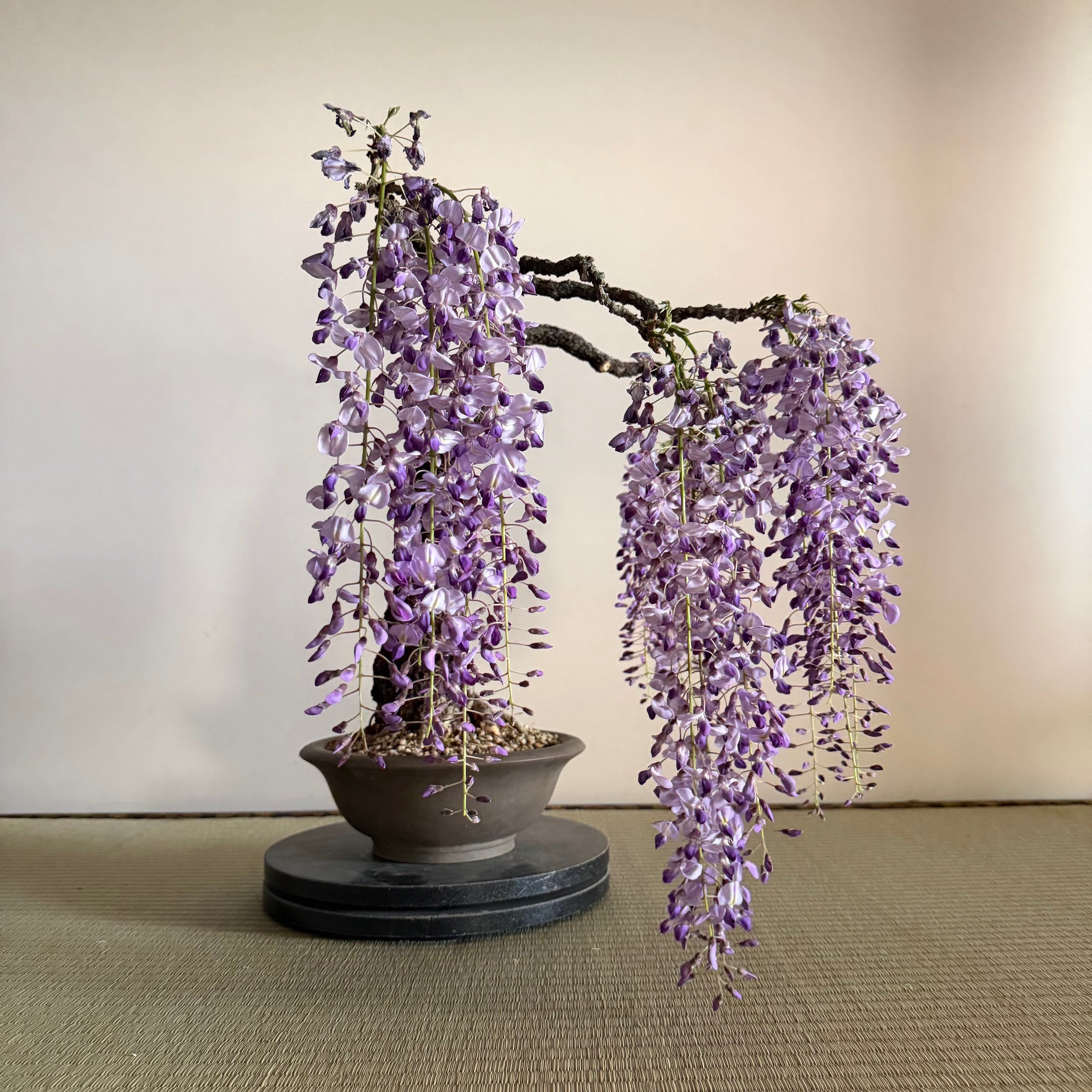 Glycine floribunda