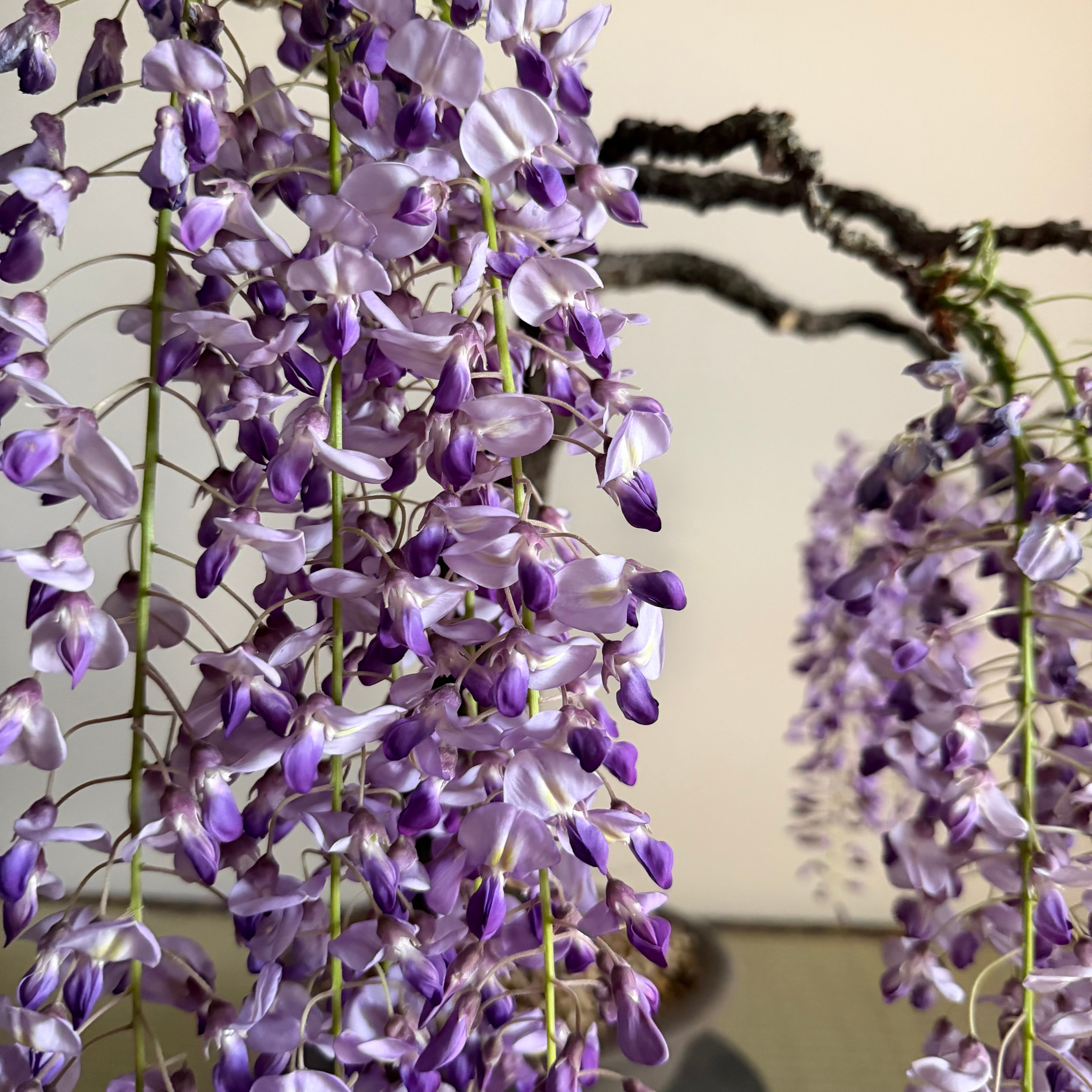 Glycine floribunda