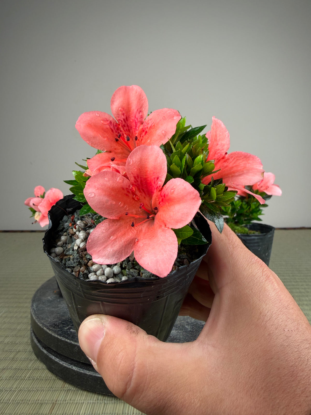 Rhododendron indicum 'Kazan Sport'