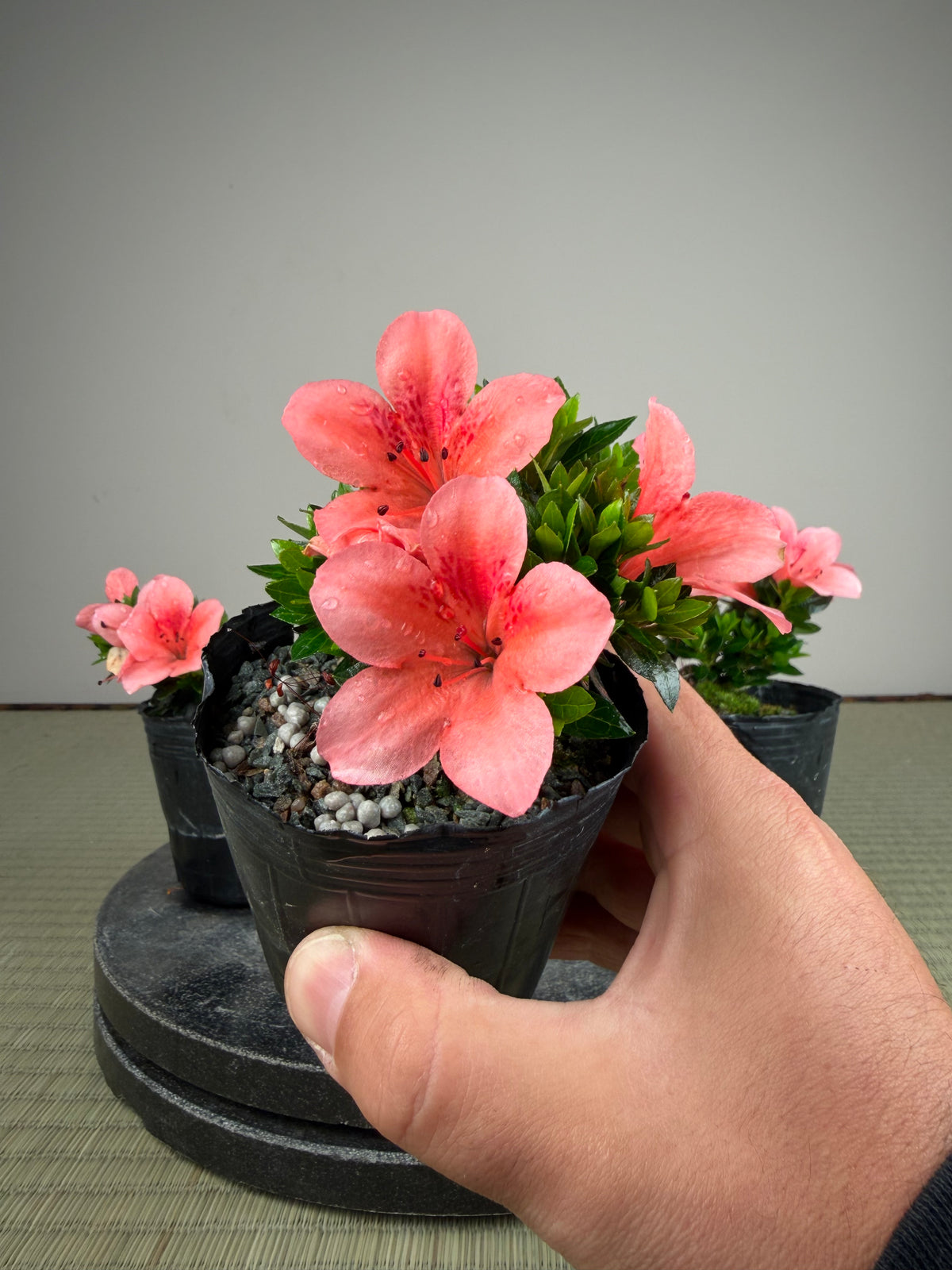 Rhododendron indicum 'Kazan Sport'