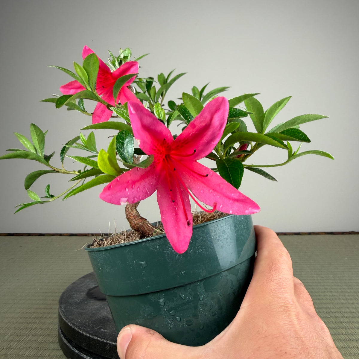 Rhododendron indicum 'Beni Kage'