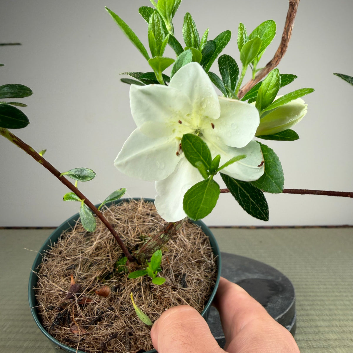 Rhododendron indicum 'Shiroihanakazari'