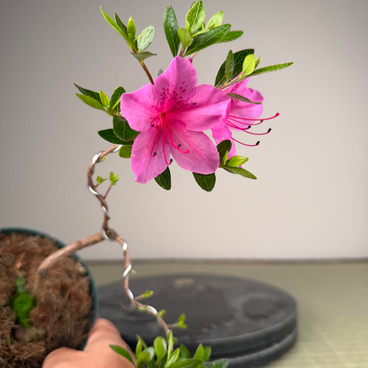 Rhododendron indicum 'Murasaki'