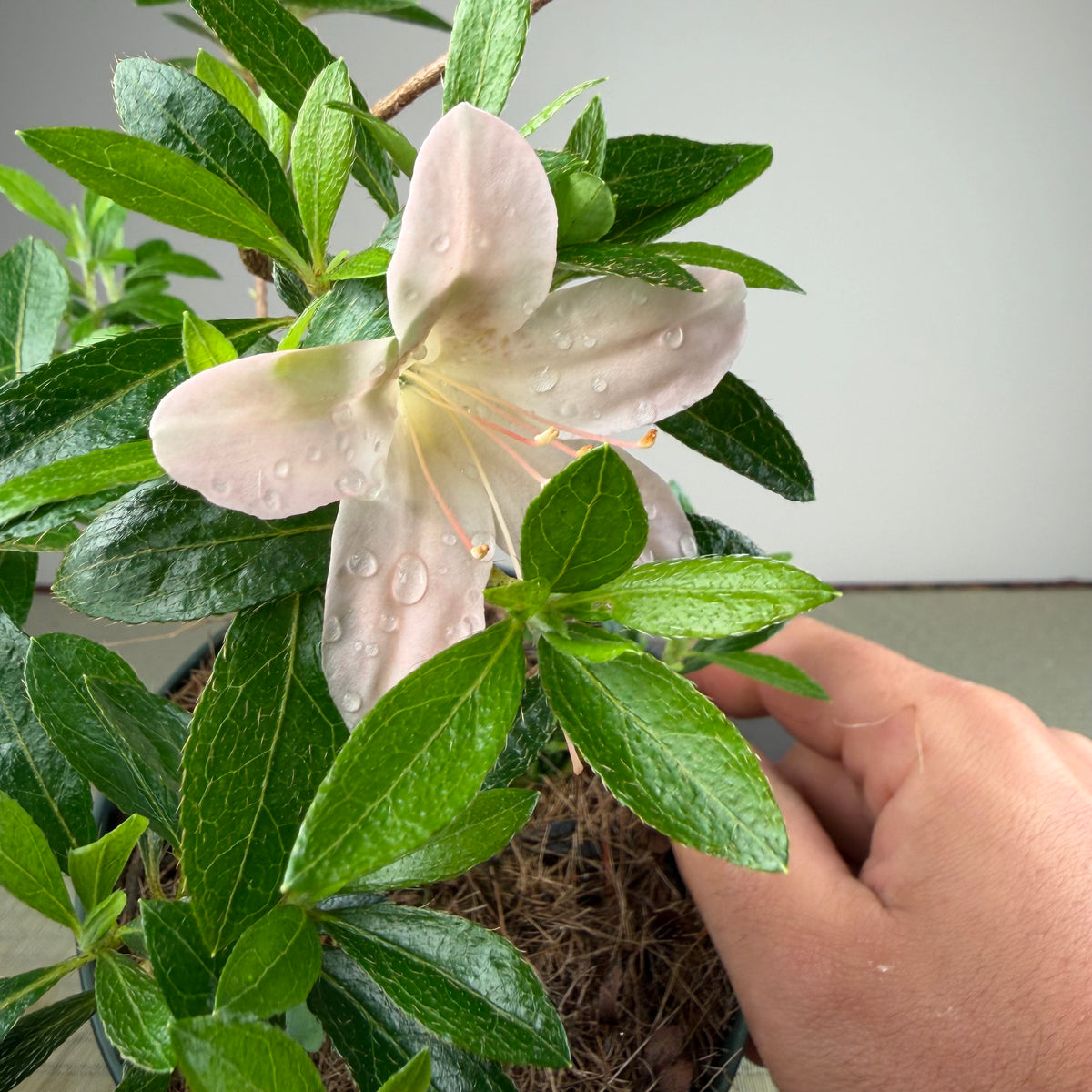 Rhododendron indicum 'Kozan'