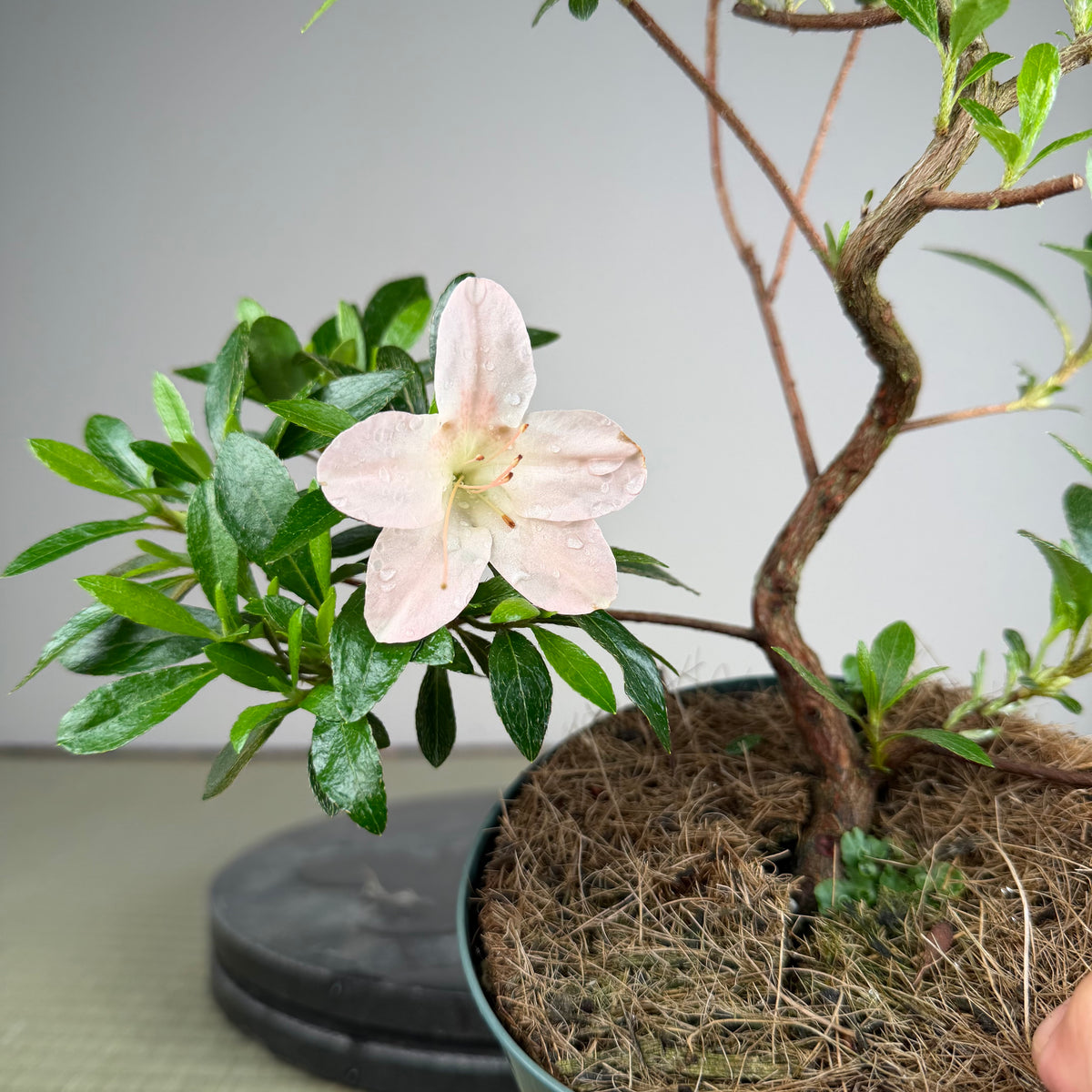 Rhododendron indicum 'Kozan'