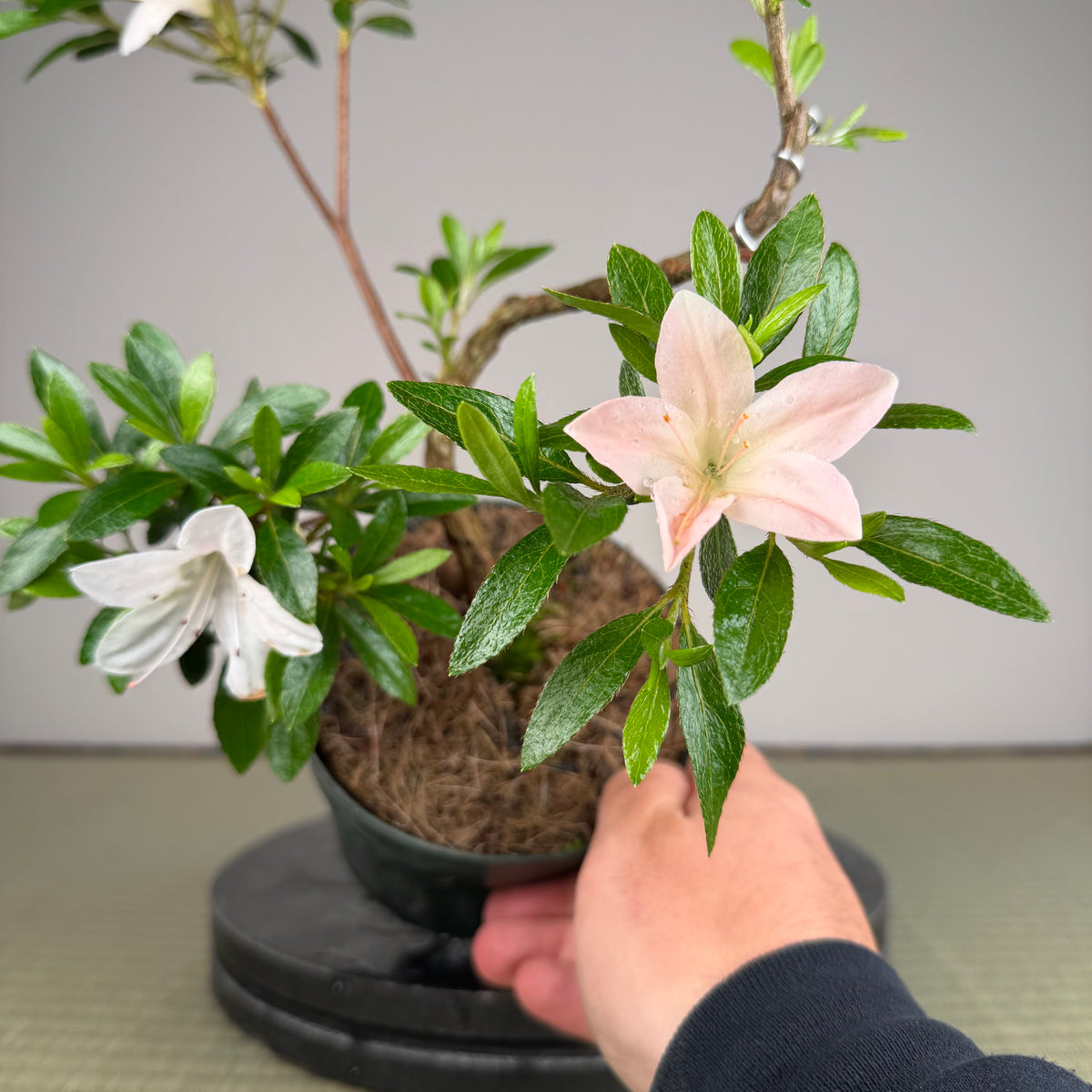 Rhododendron indicum 'Kozan'