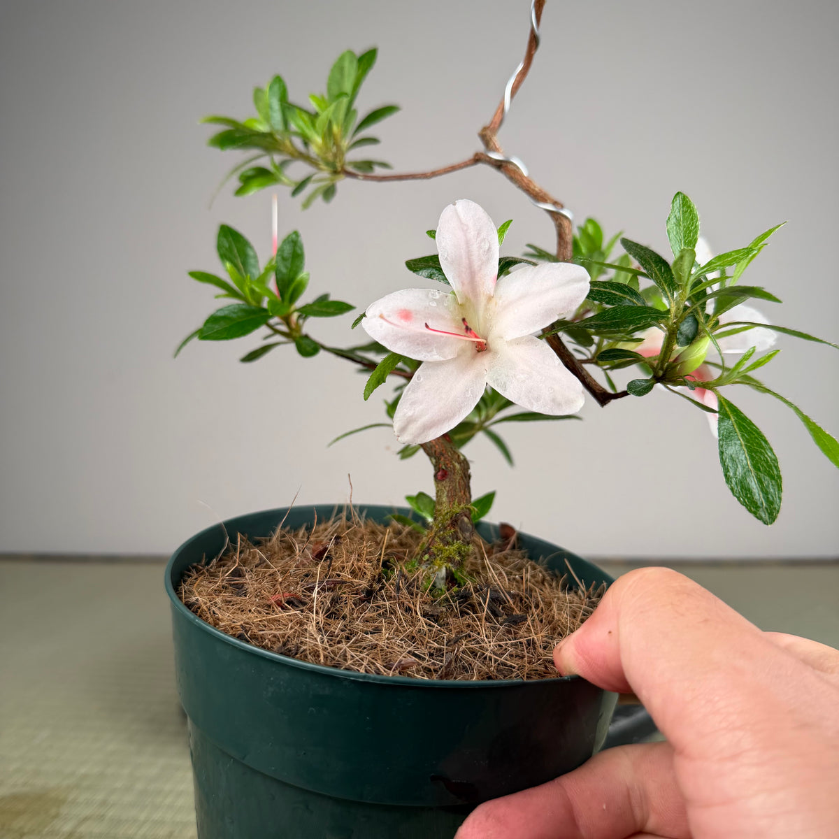 Rhododendron indicum 'Hi No Maru'