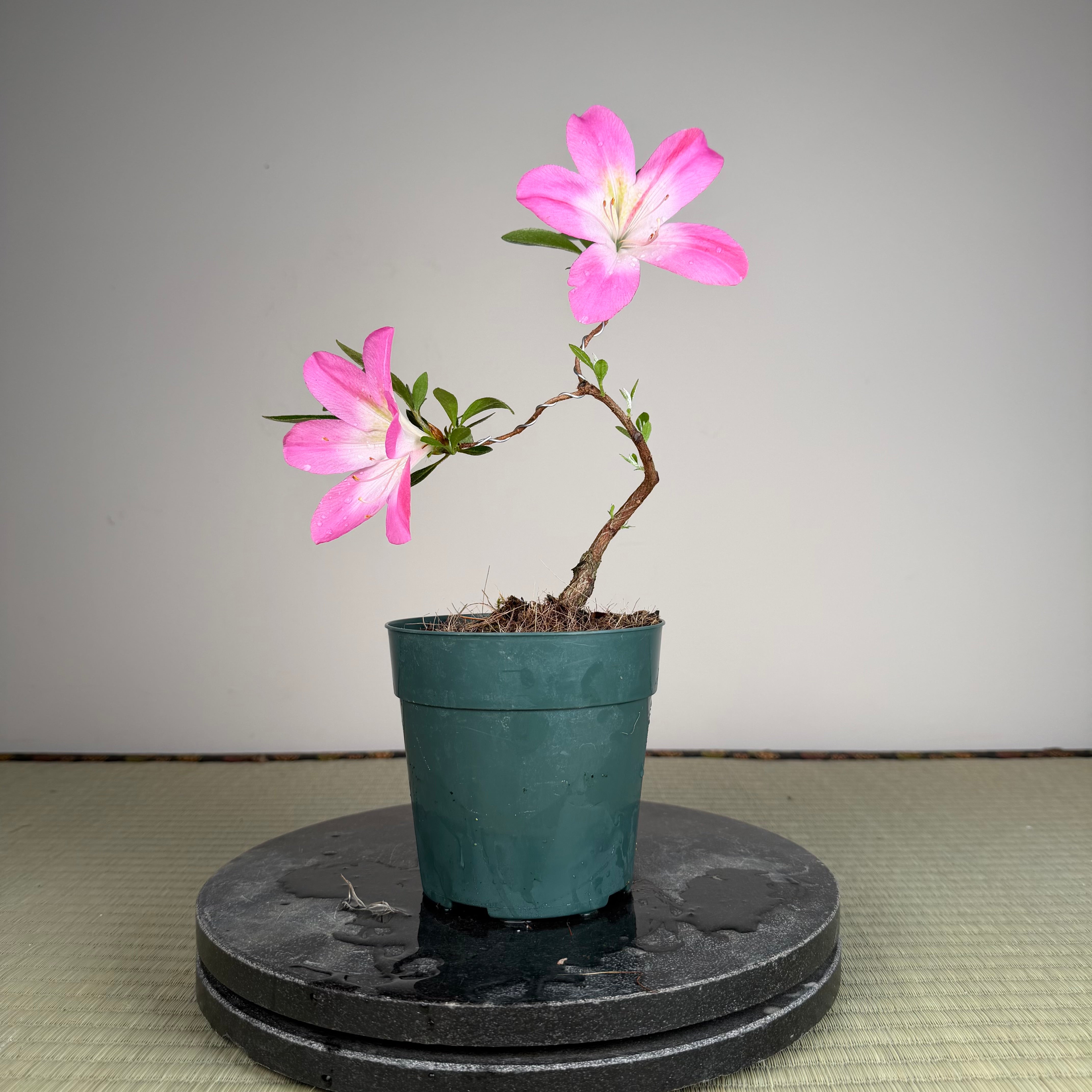 Rhododendron indicum 'Asuka Bijin'