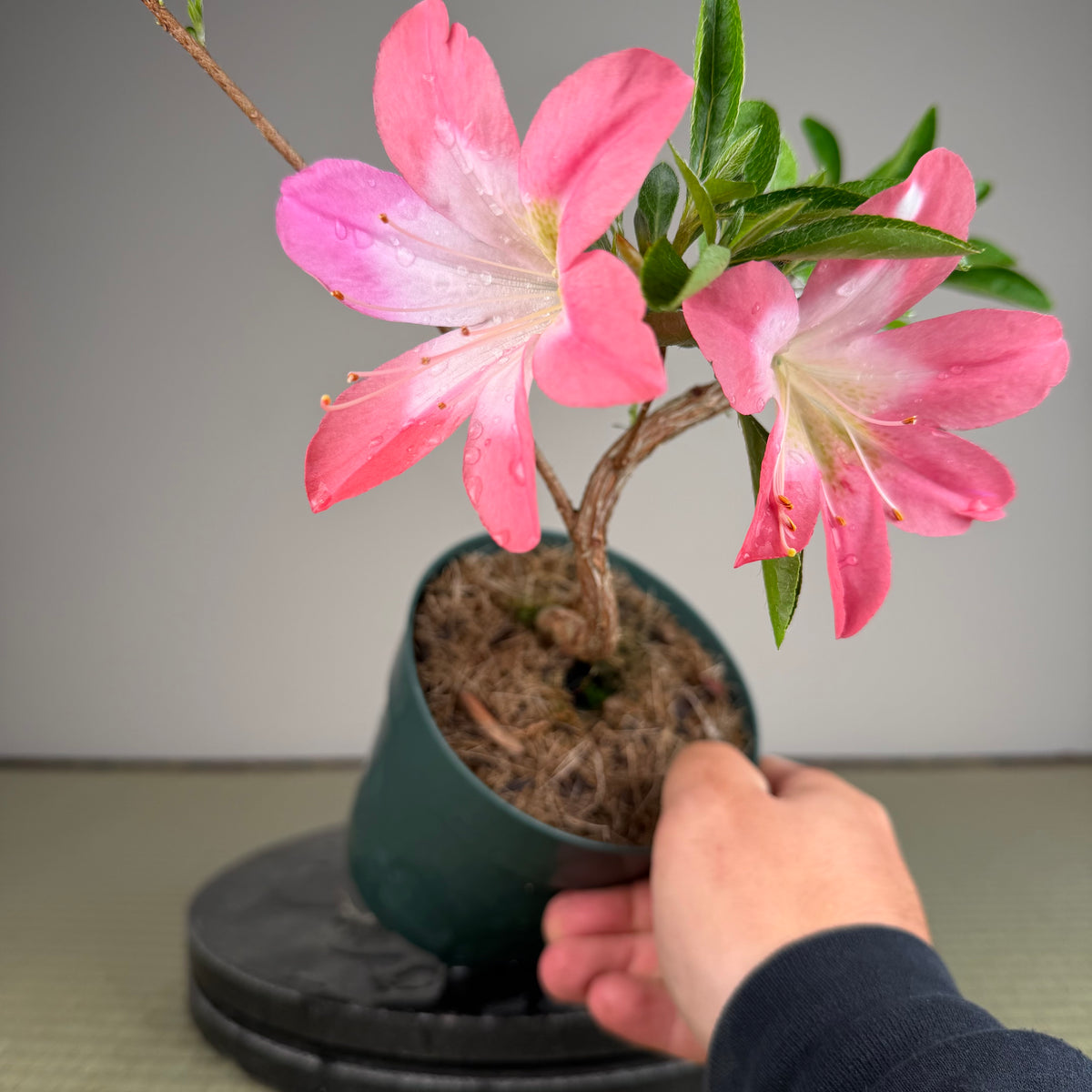 Rhododendron indicum 'Asuka Bijin'