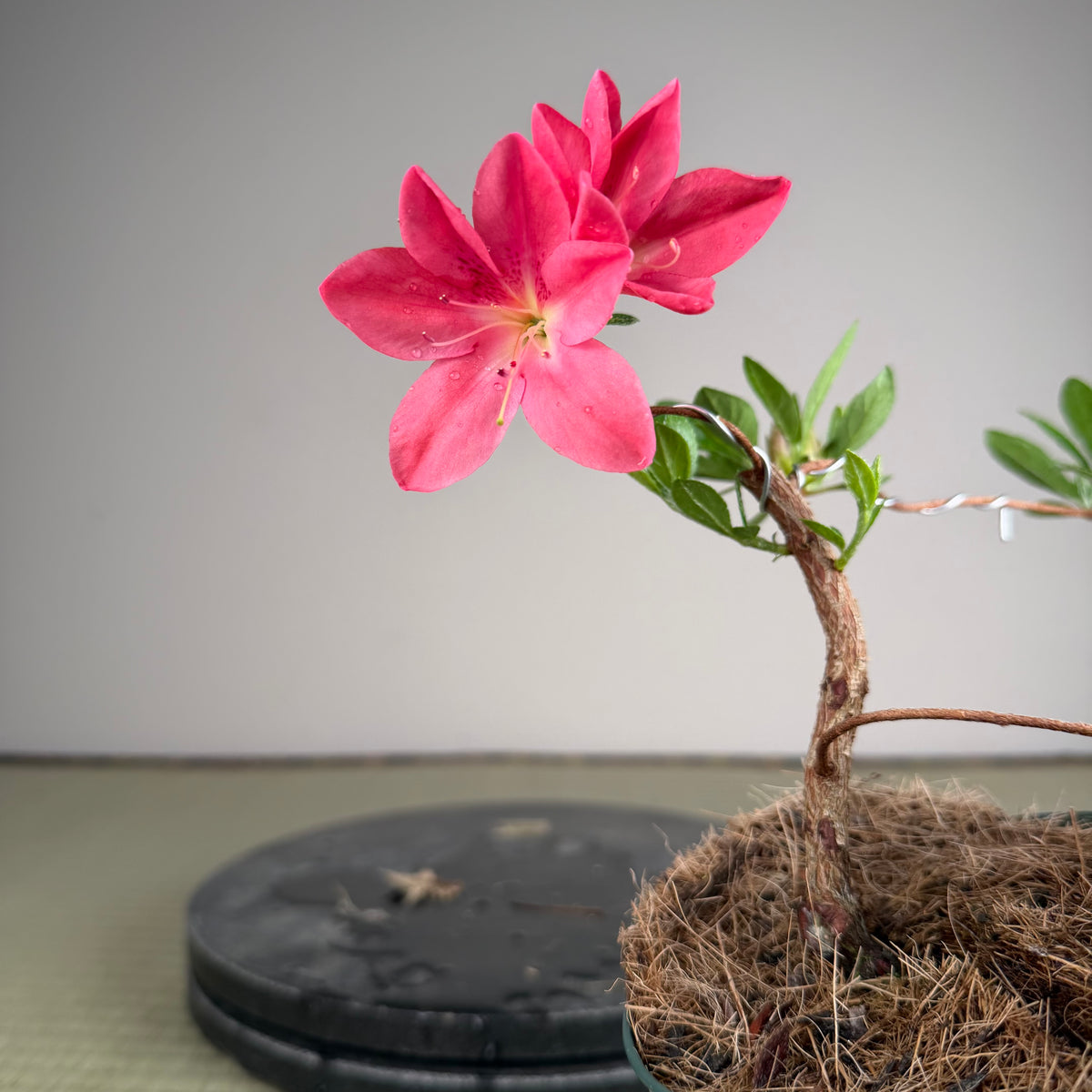 Rhododendron indicum 'Rin'