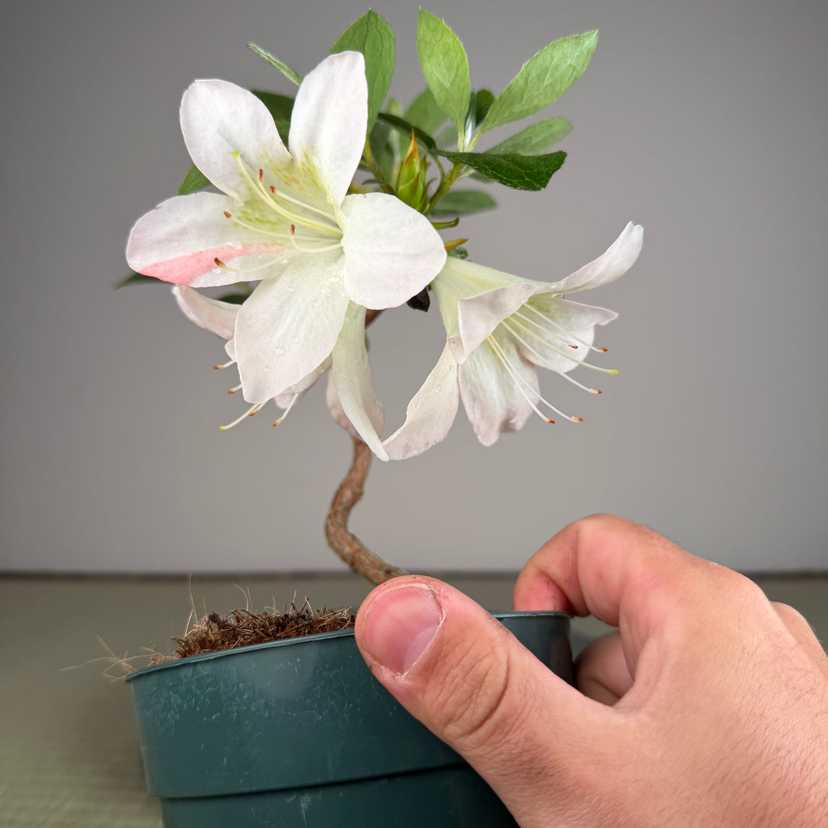 Rhododendron indicum 'Yume Mono Gatari'