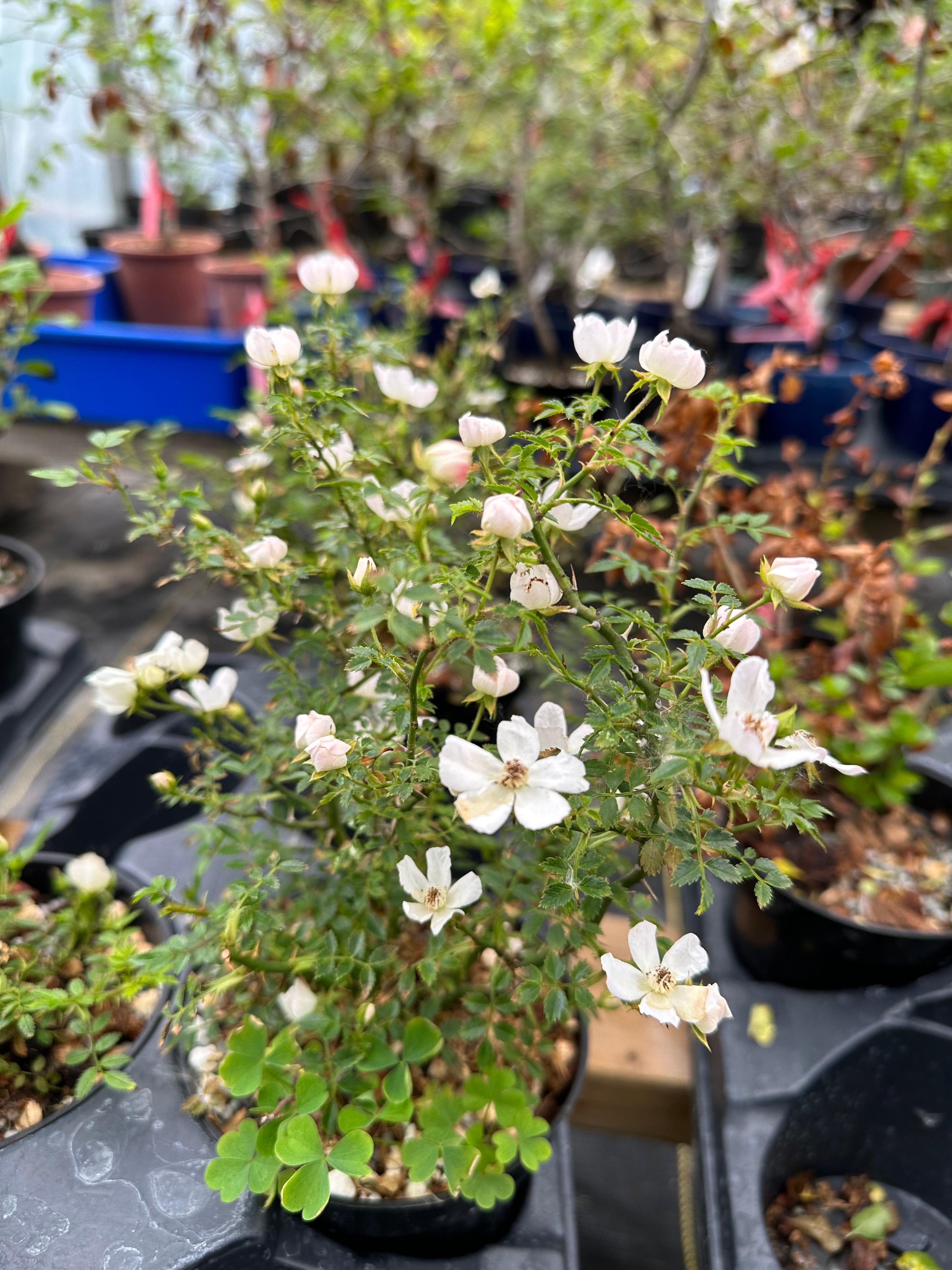Rosa (white/pink) (medium)