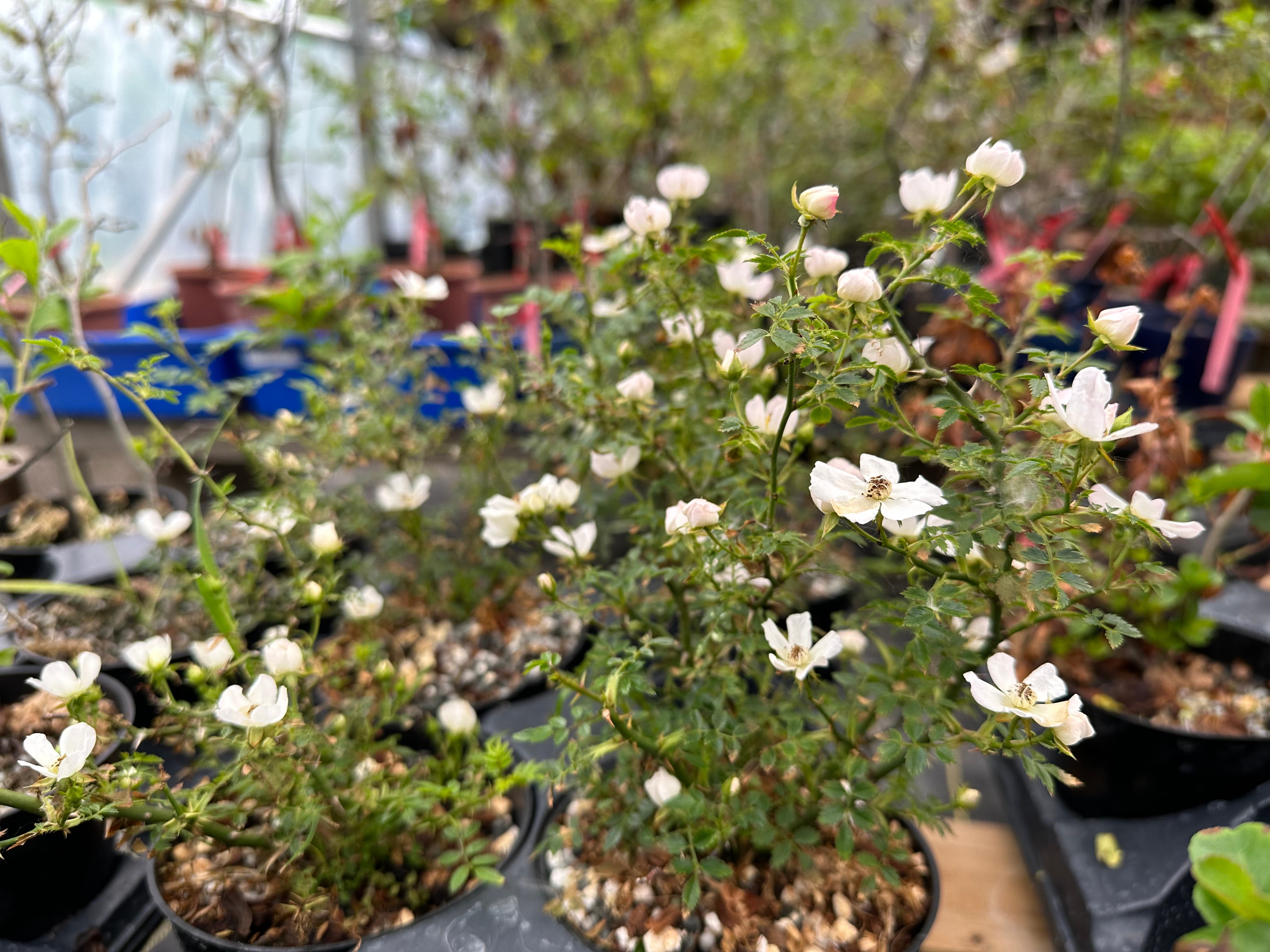 Rosa (white/pink) (medium)