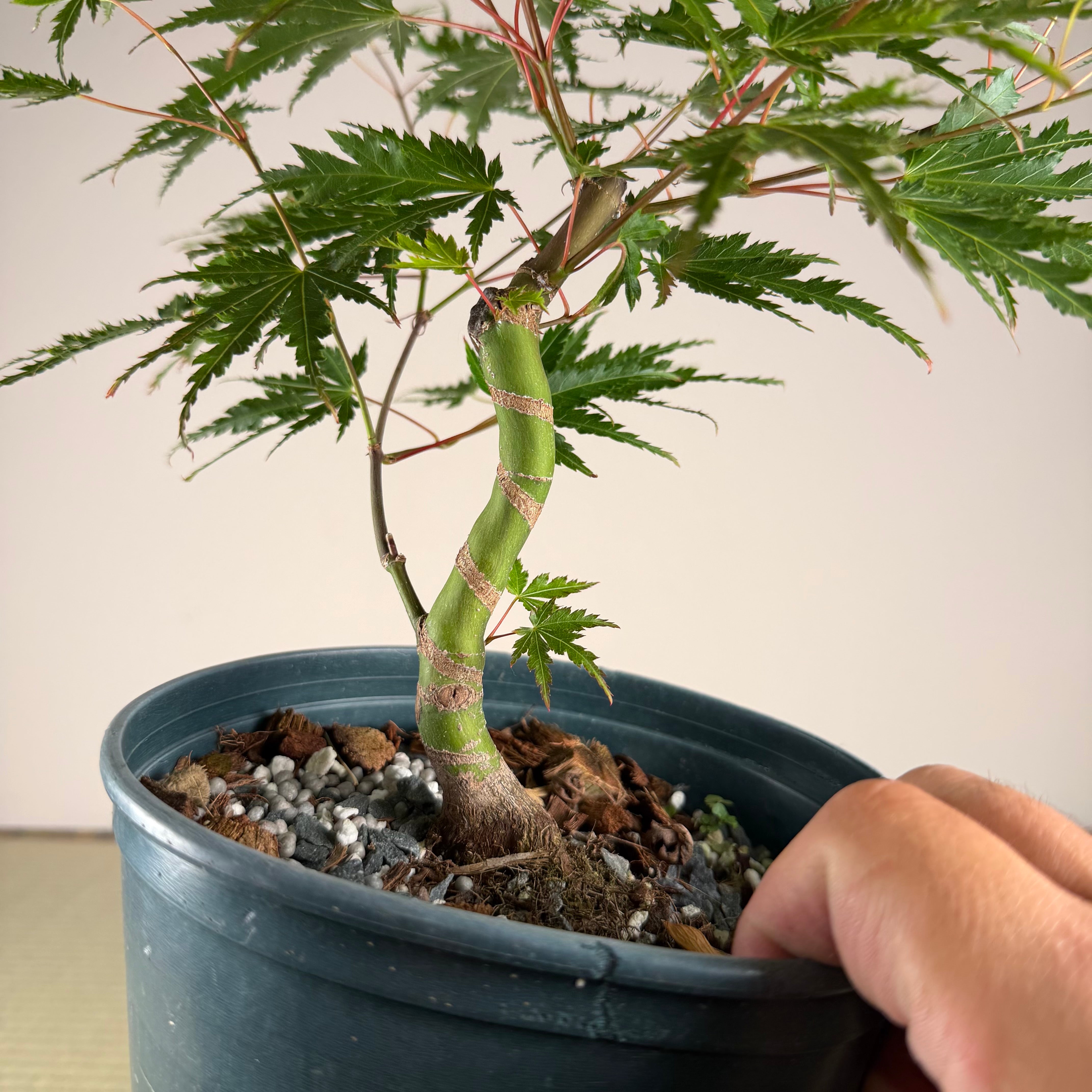 Acer palmatum 'Katsura' (taille réduite)