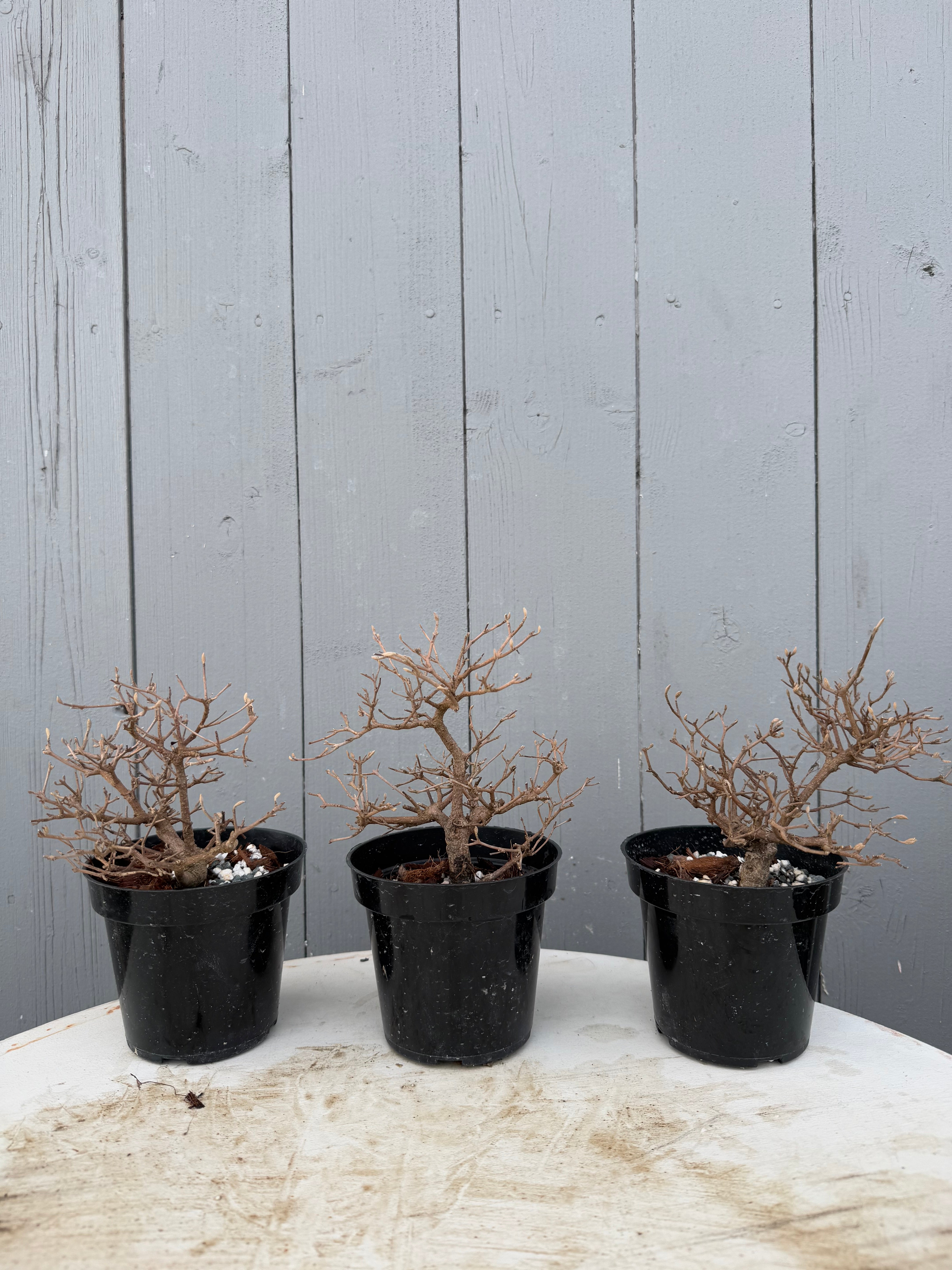 Callicarpa japonica
