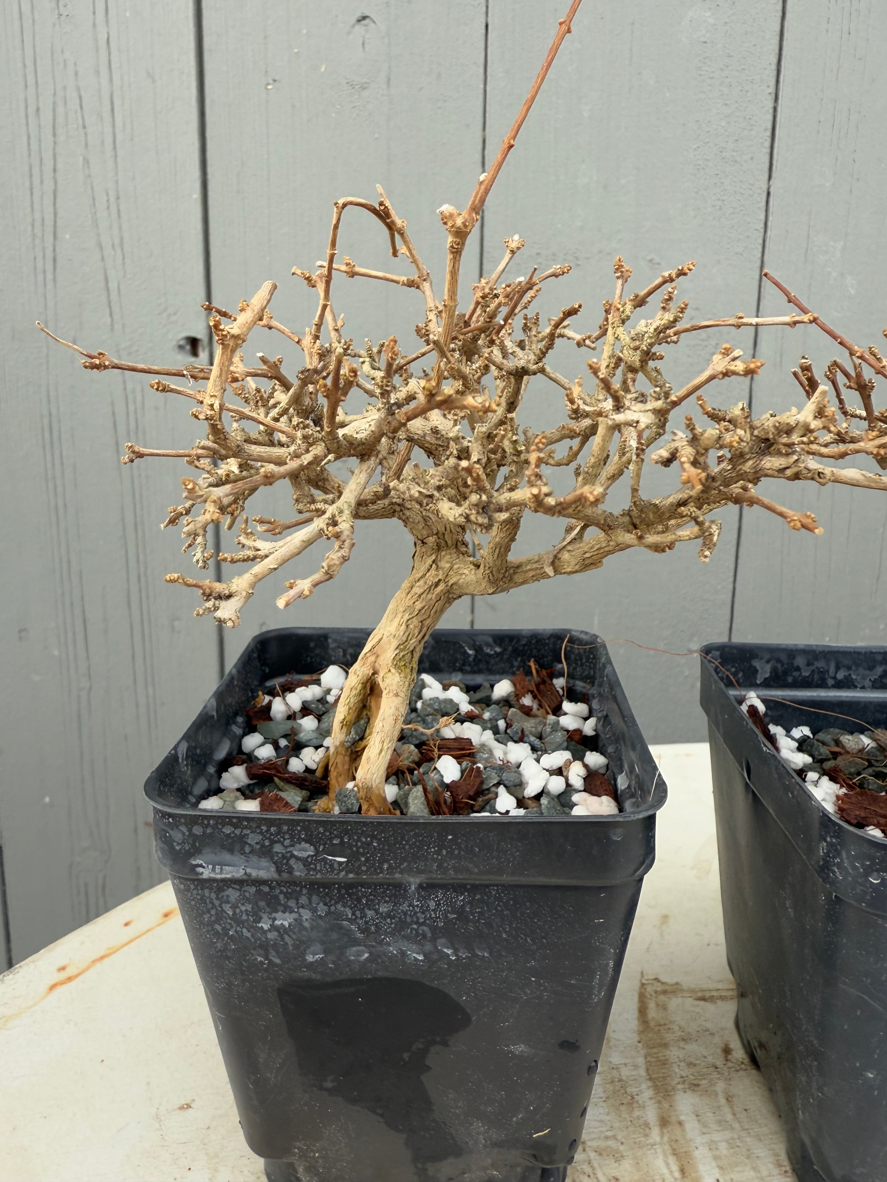 Premna japonica (medium)