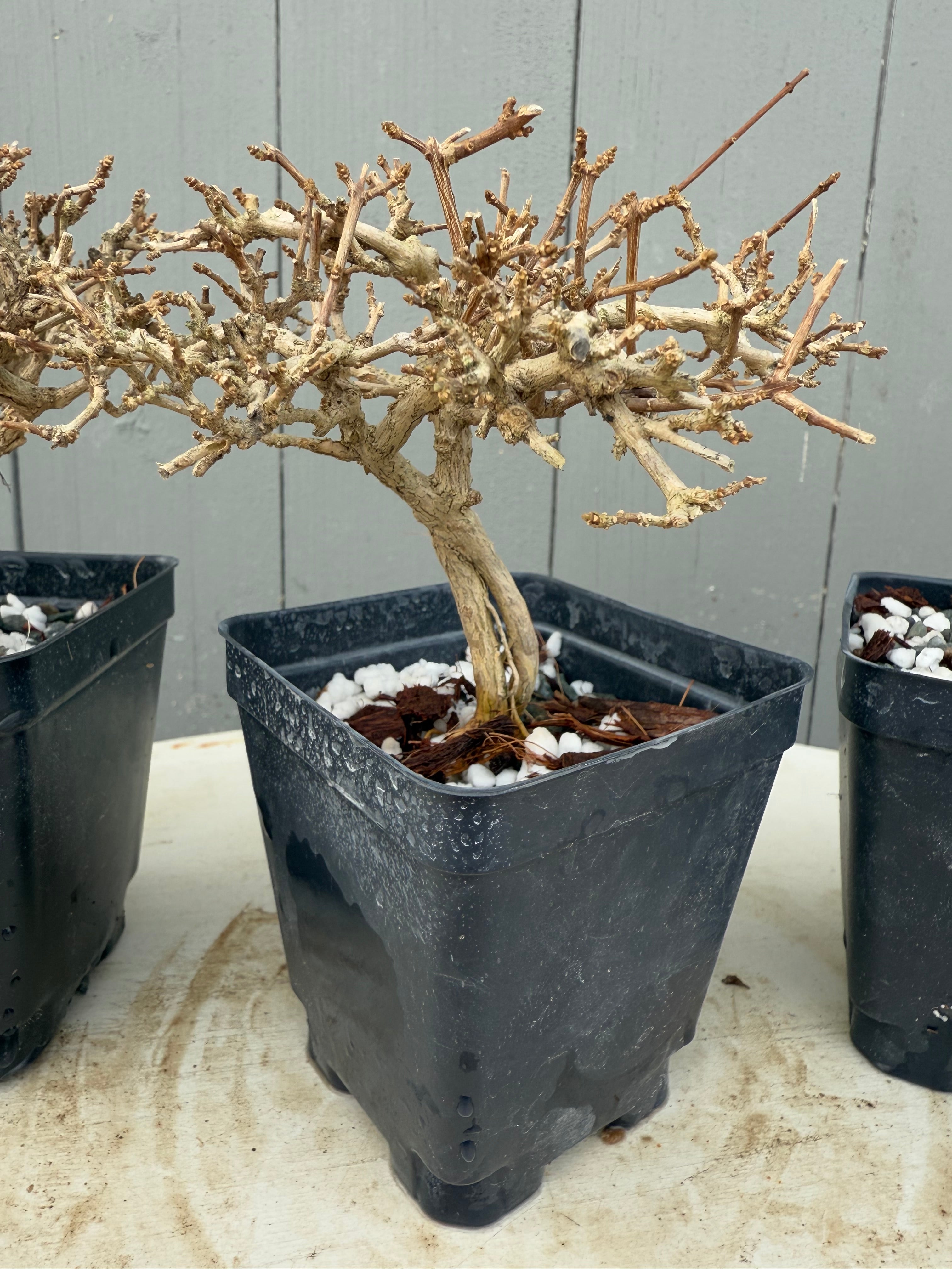 Premna japonica (medium)