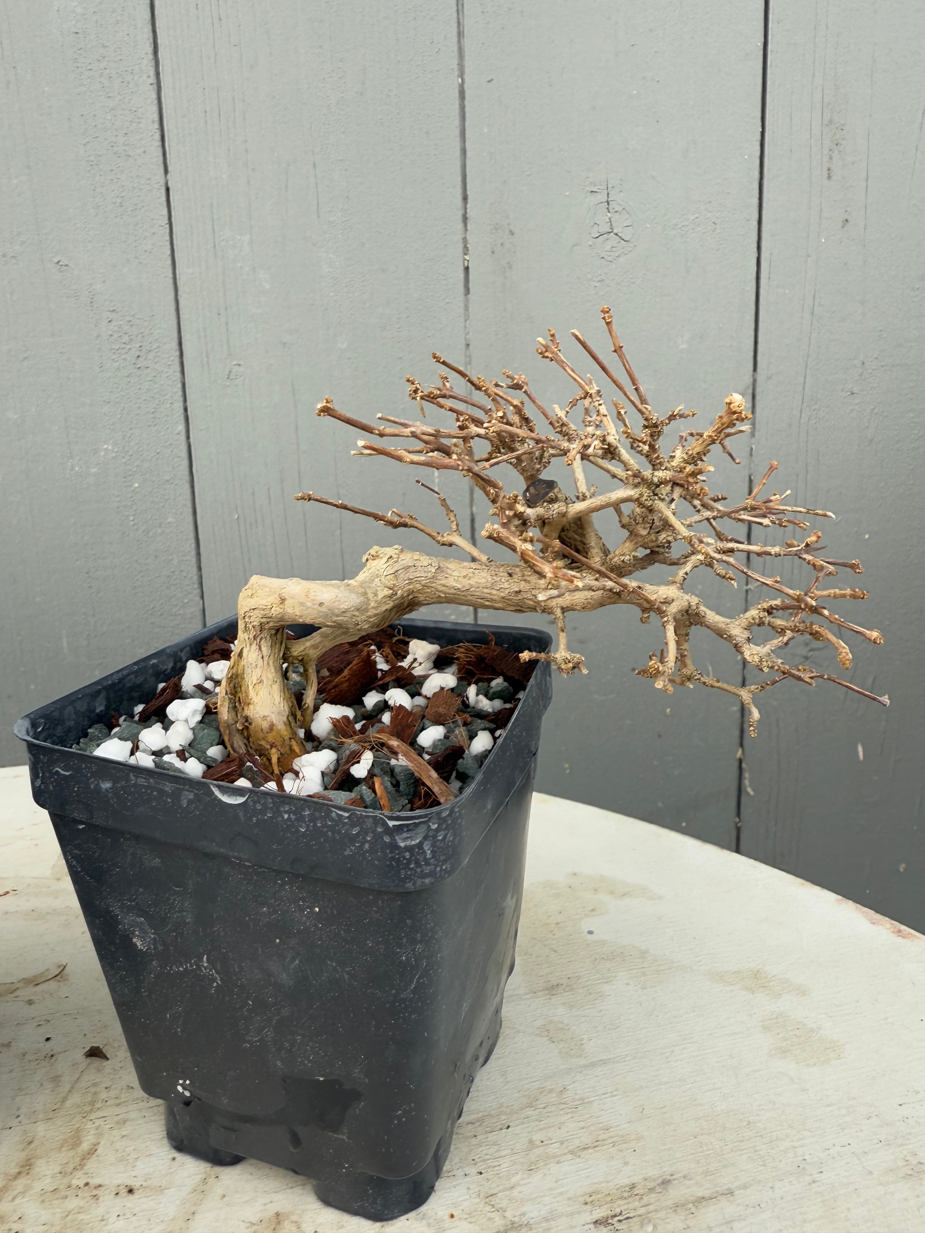 Premna japonica (medium)
